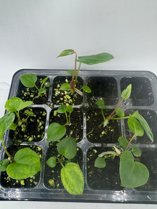 Ace of spades dfxgf X Blue Papi (1 Pflanze)