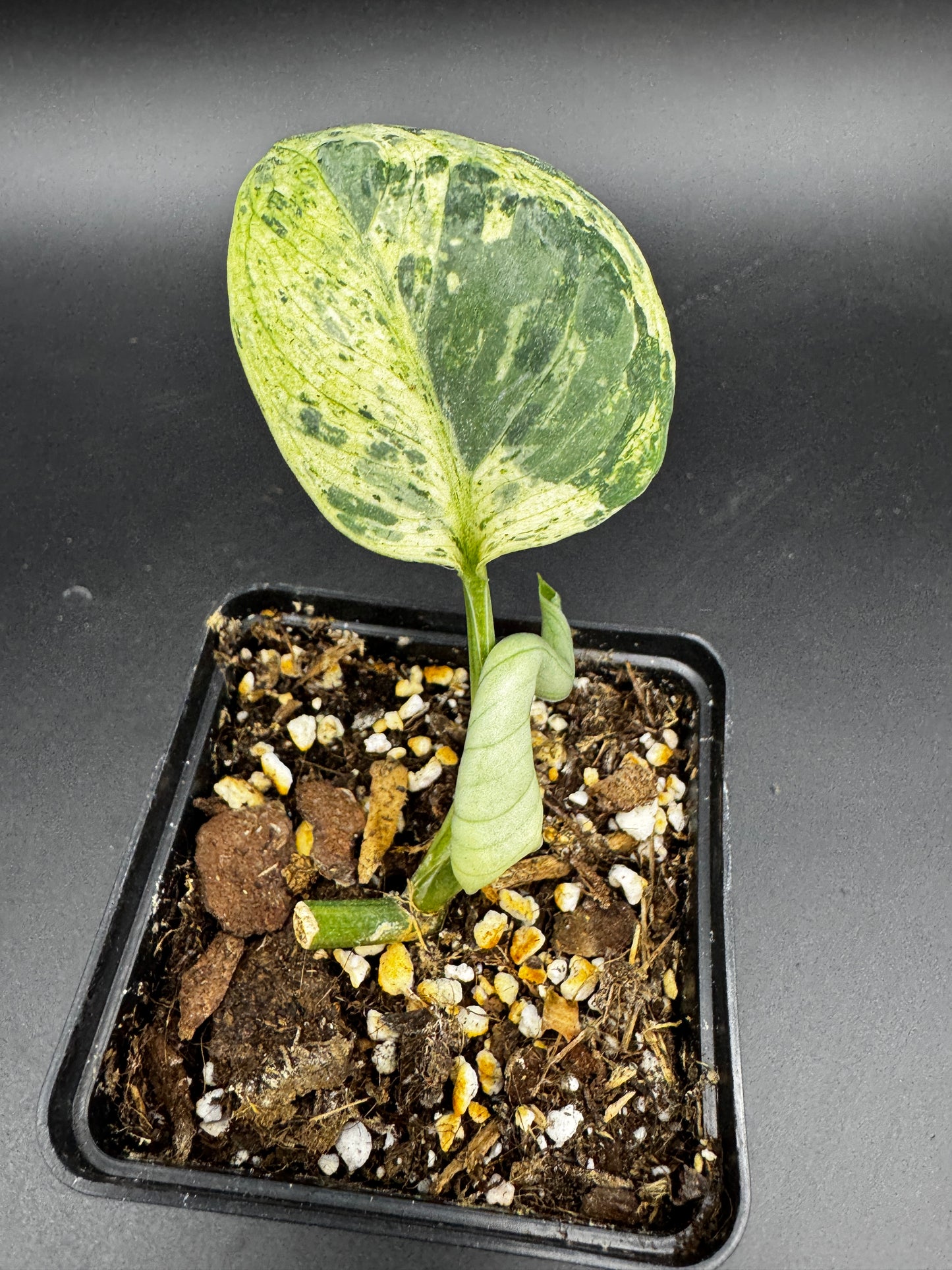 Scindapsus Silver Cloud variegata
