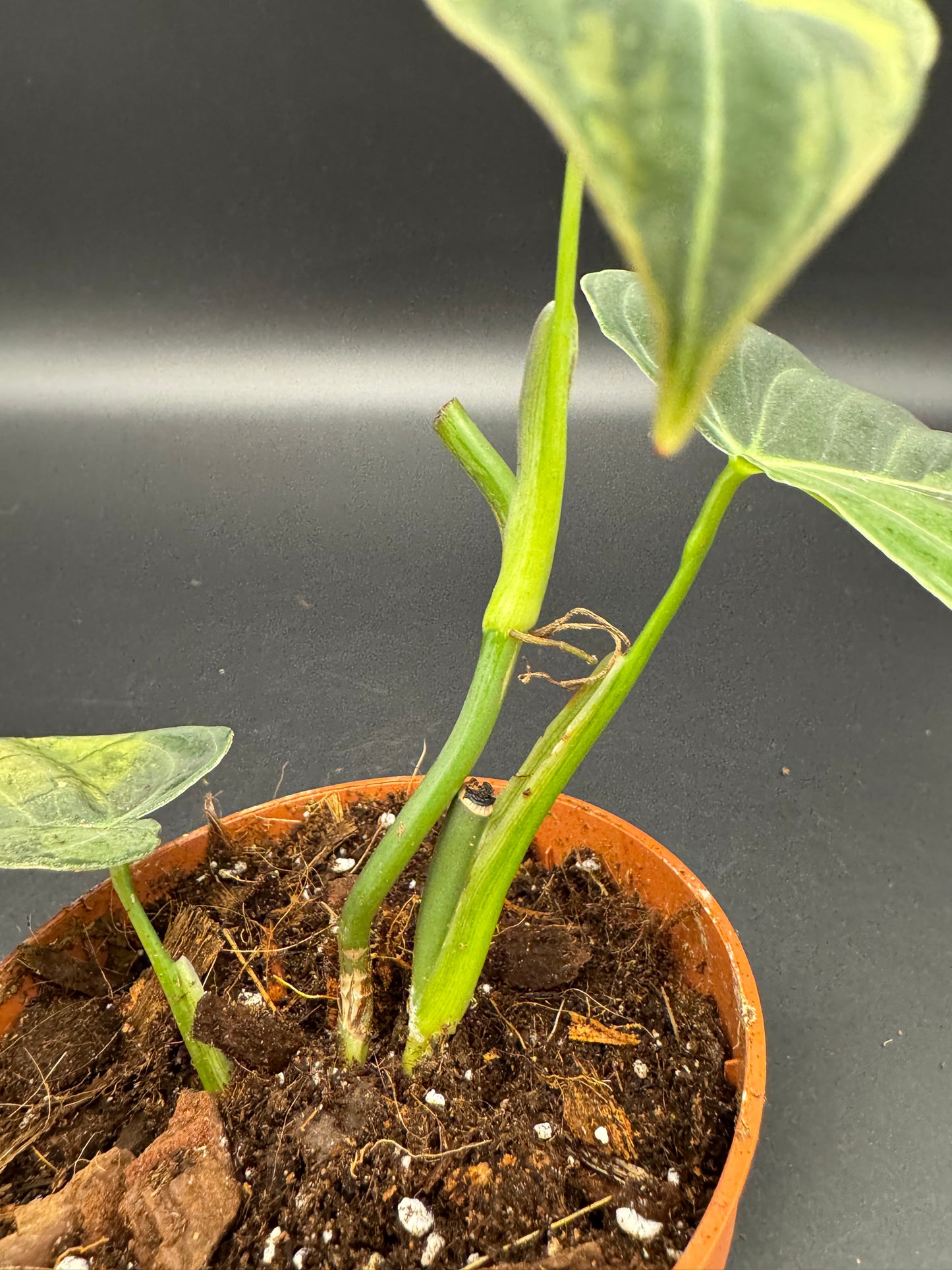 Philodendron melanochrysum variegata Basis mit 2 Trieben