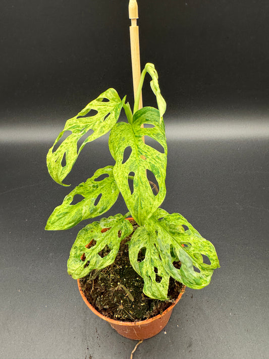 Monstera adansonii Frozen freckless