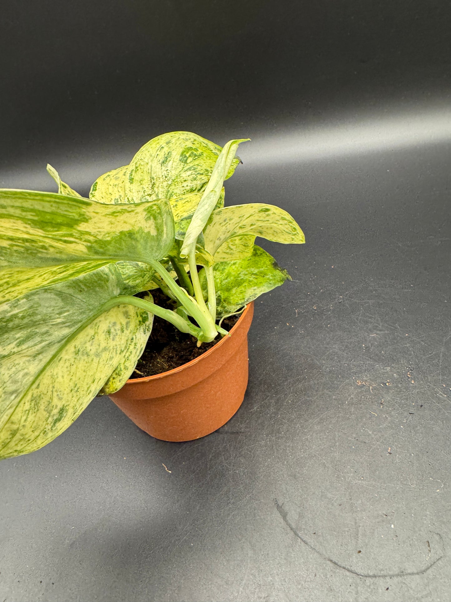 Scindapsus Jade Satin Creme brulee mit 2 Trieben