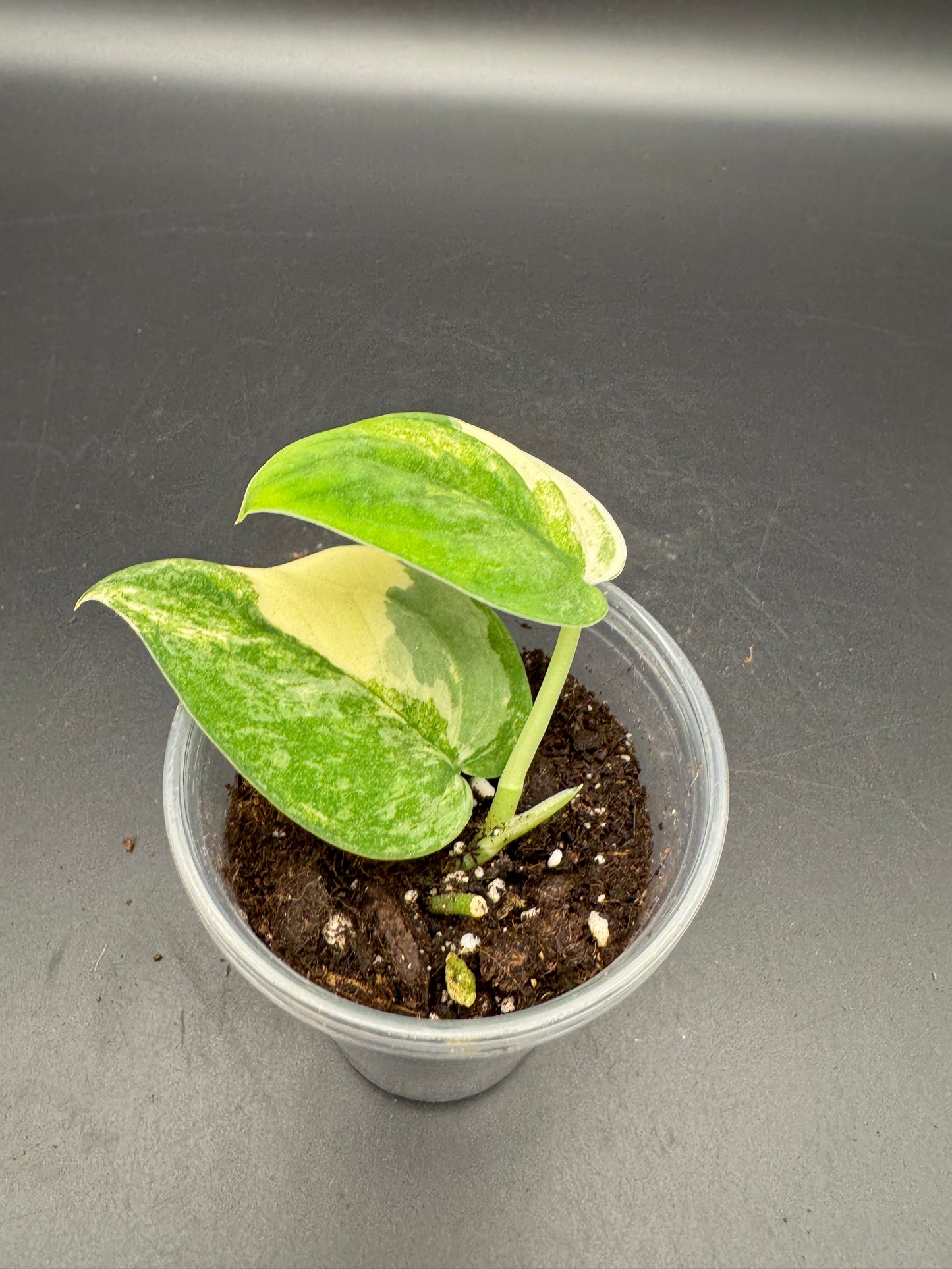 Scindapsus mangurai