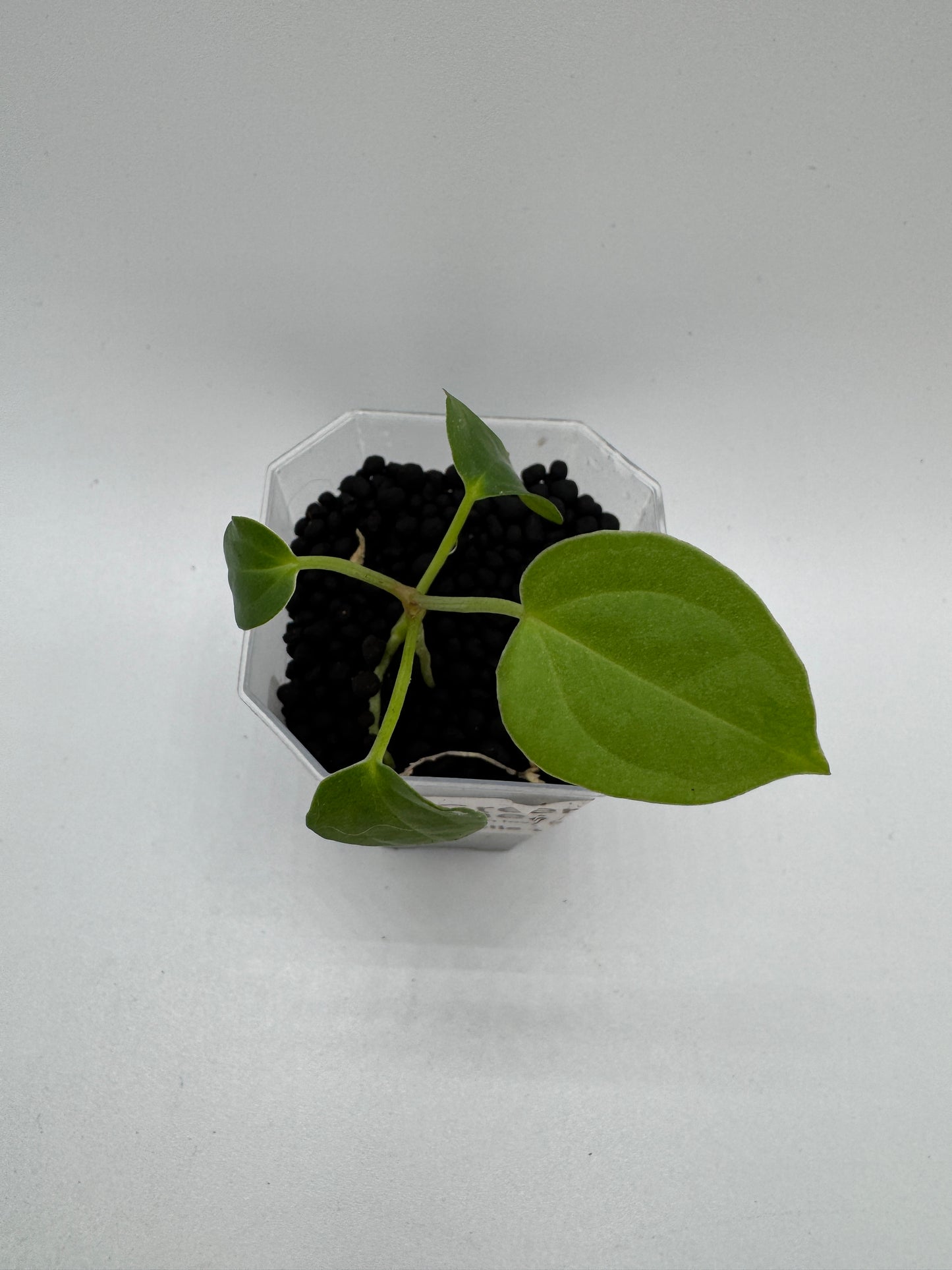 Anthurium Michelle x Dressleri