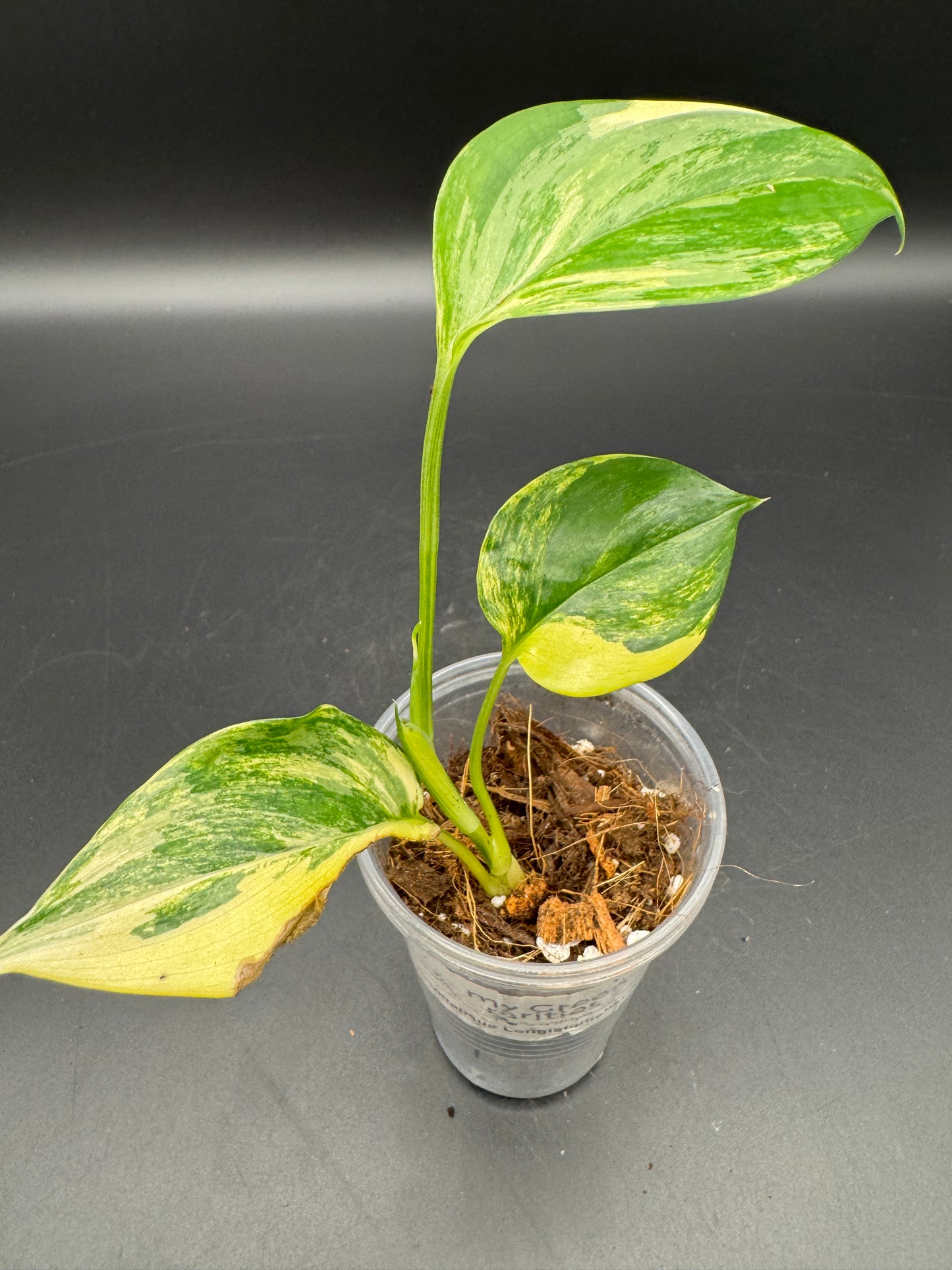Scindapsus Longistipitatus Aurea