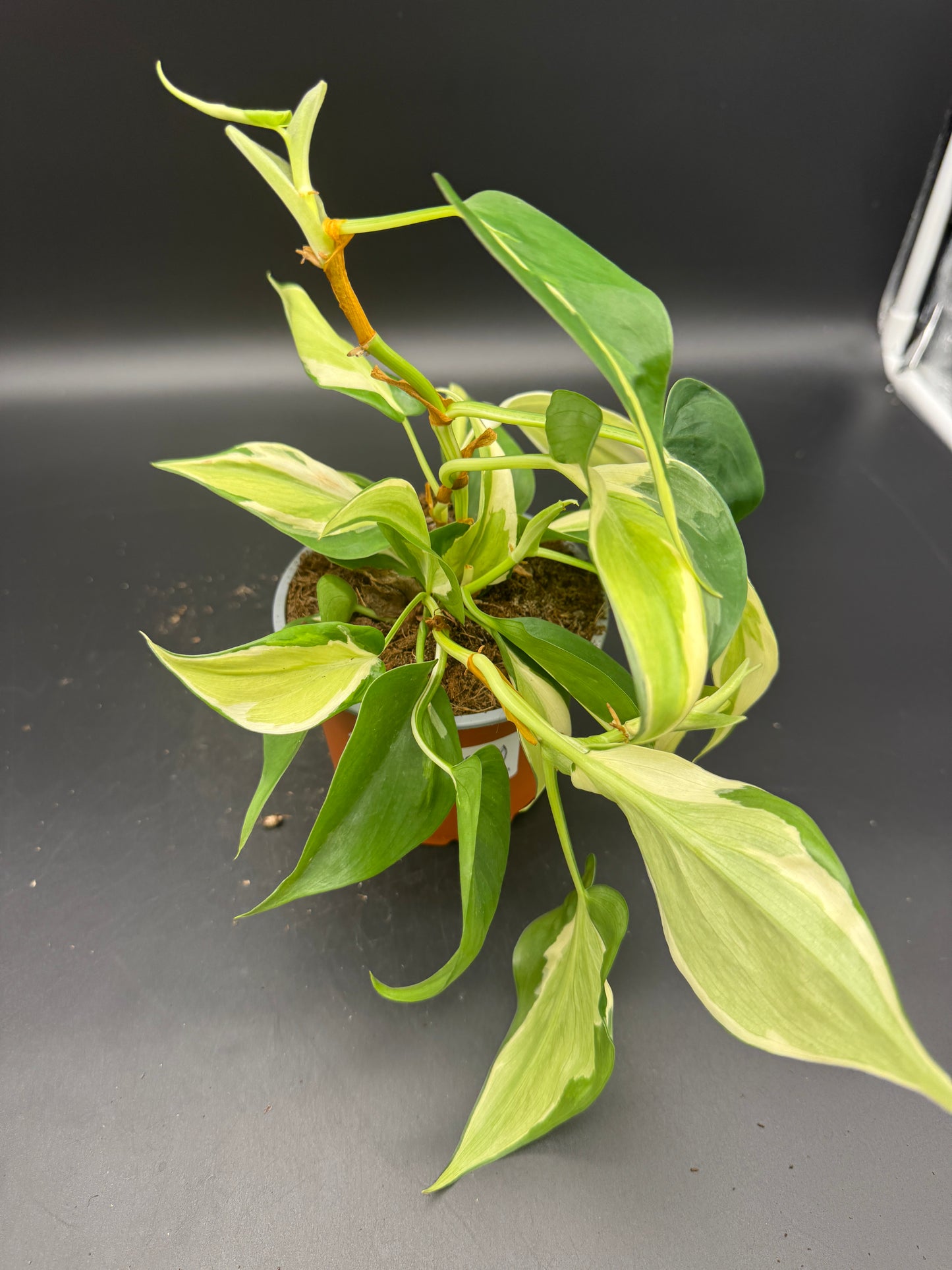 Philodendron cream Splash