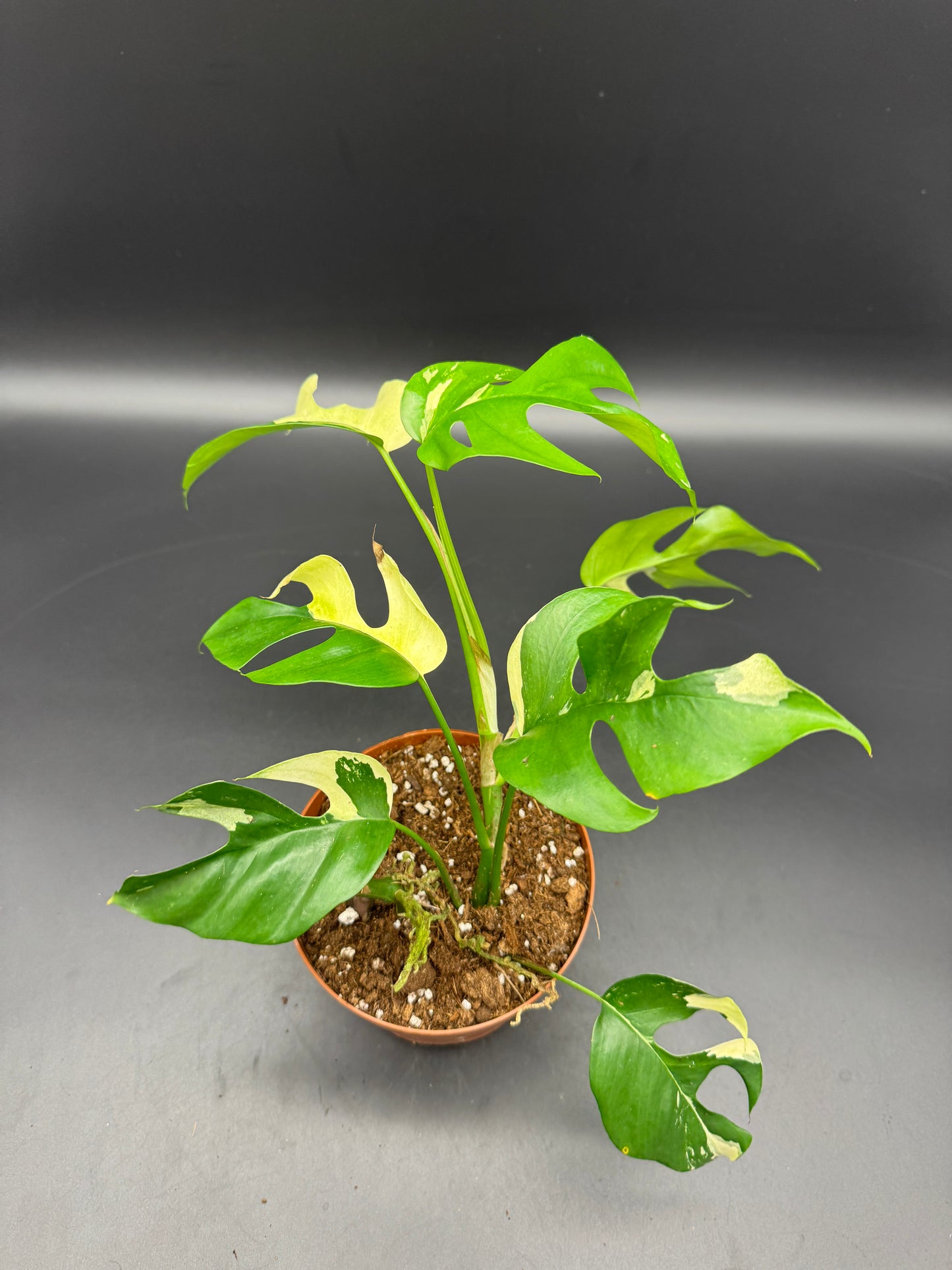 Rhaphidophora tetrasperma variegata