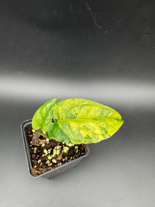 Monstera  My Green Rarities