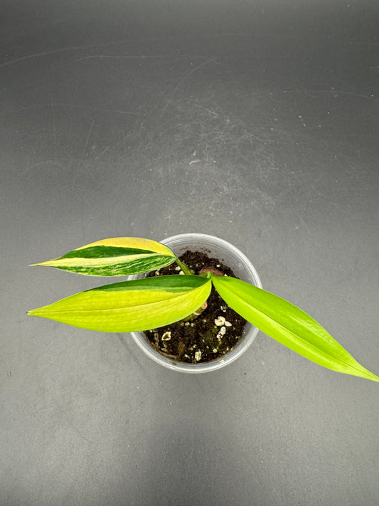 Epipremnum Amplissimum Aurea