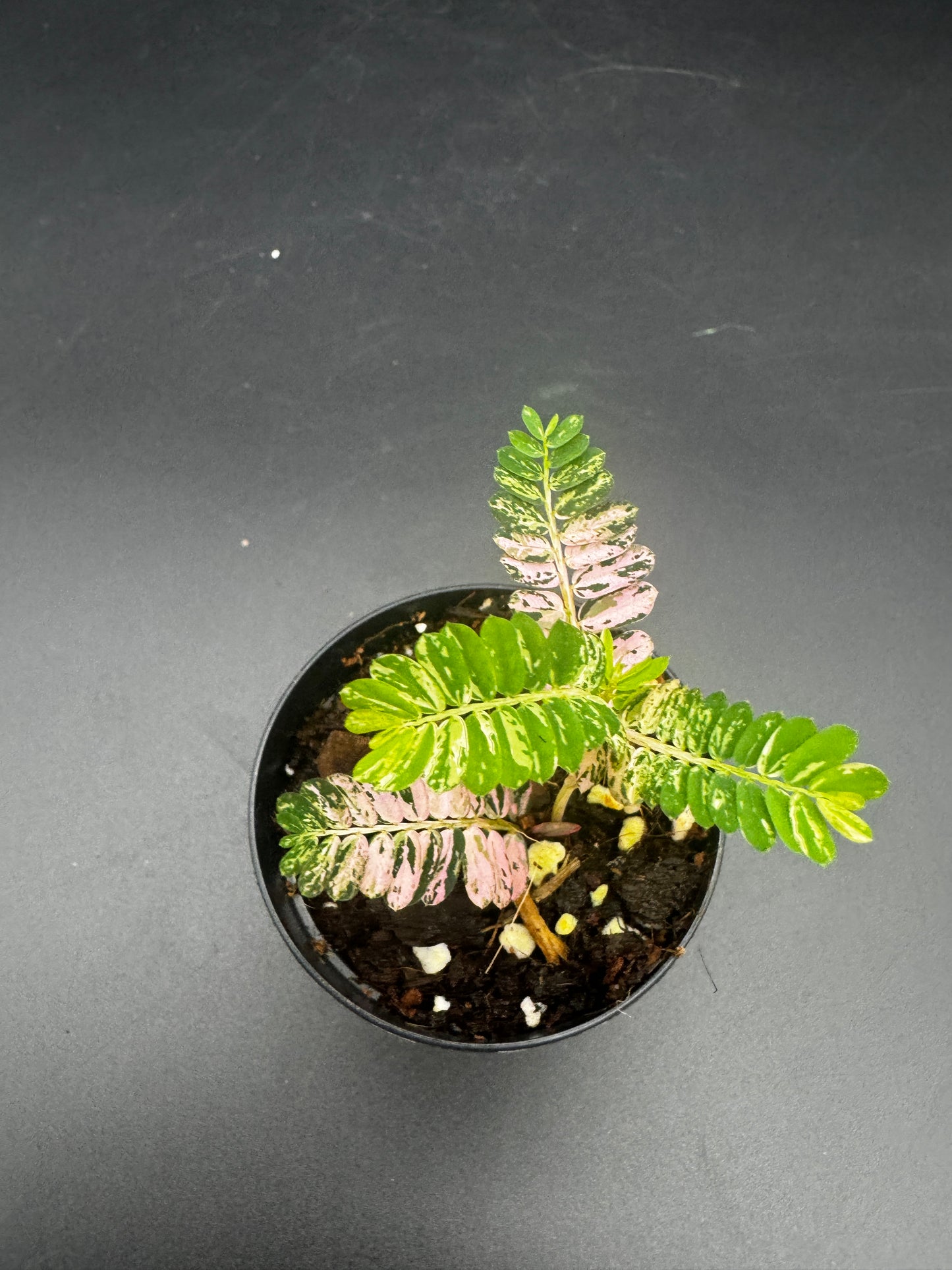 Phyllanthus Urinaria Pink Variegata