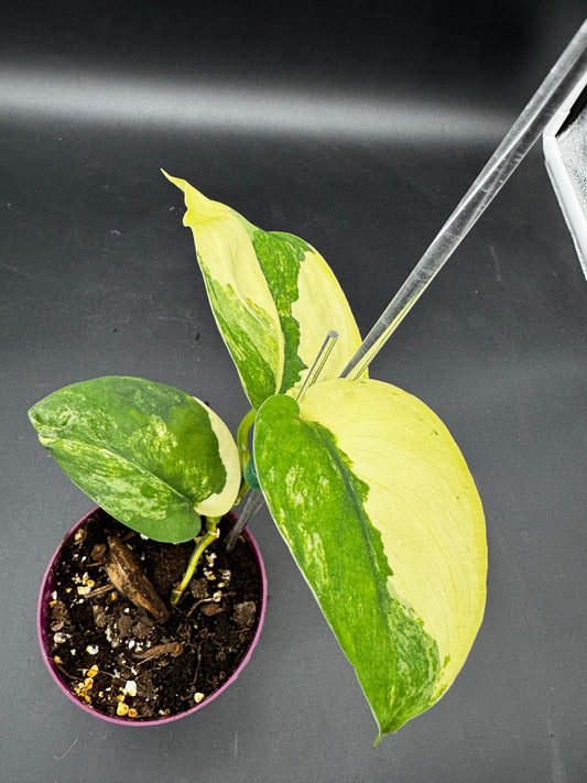 Scindapsus Jade Satin Aurea