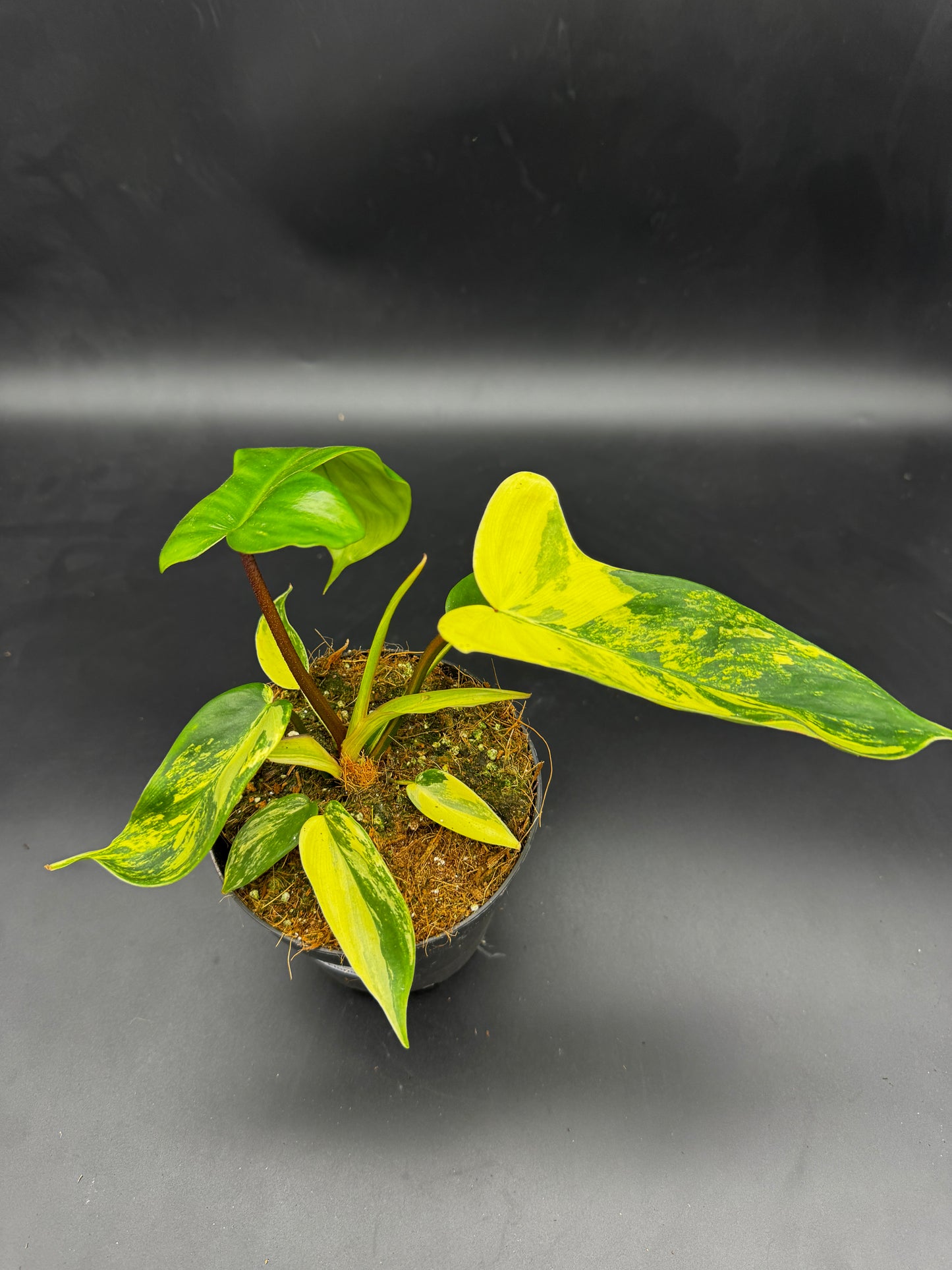 Philodendron Florida Beauty