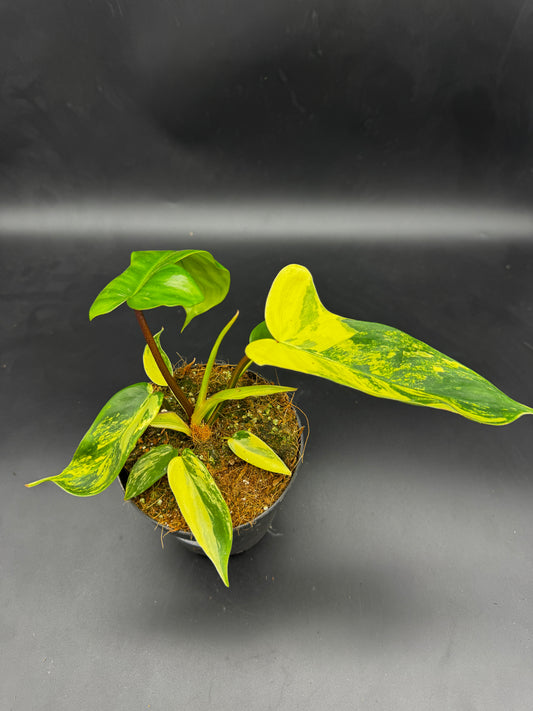 Philodendron Florida Beauty