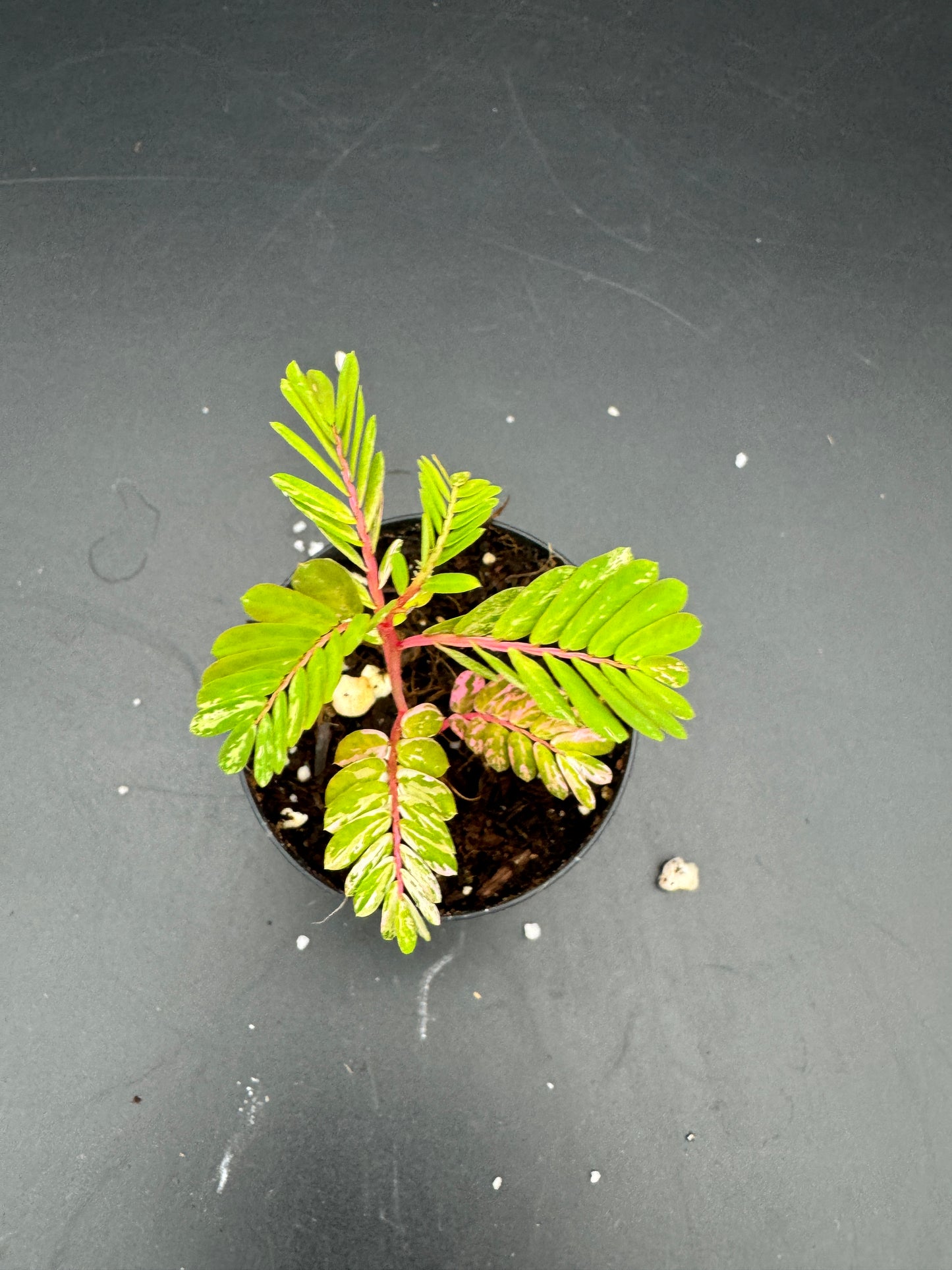 Phyllanthus Urinaria pink Variegata