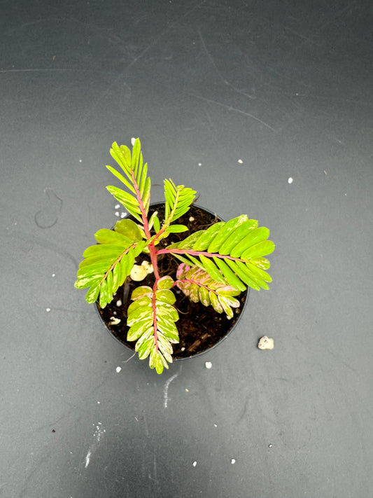Phyllanthus Urinaria pink Variegata