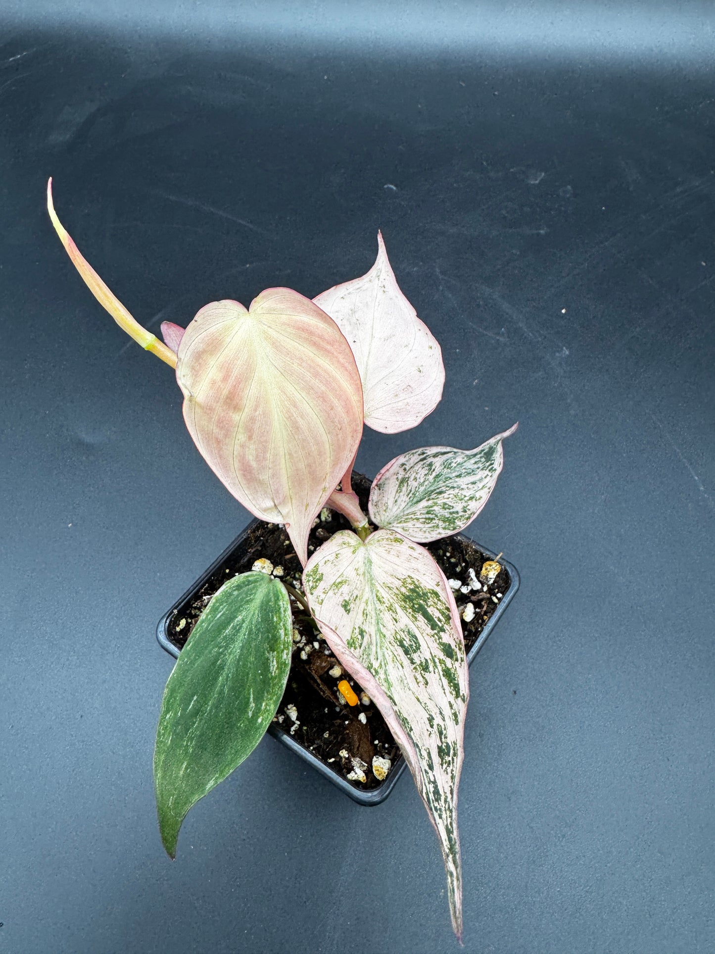 Philodendron micans pink marble variegata