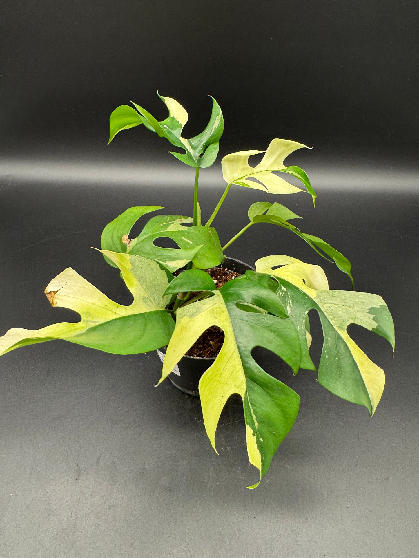 Rhaphidophora tetrasperma variegata