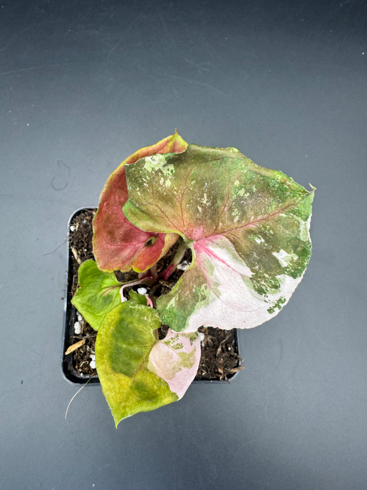 Syngonium strawberry ice Galaxy