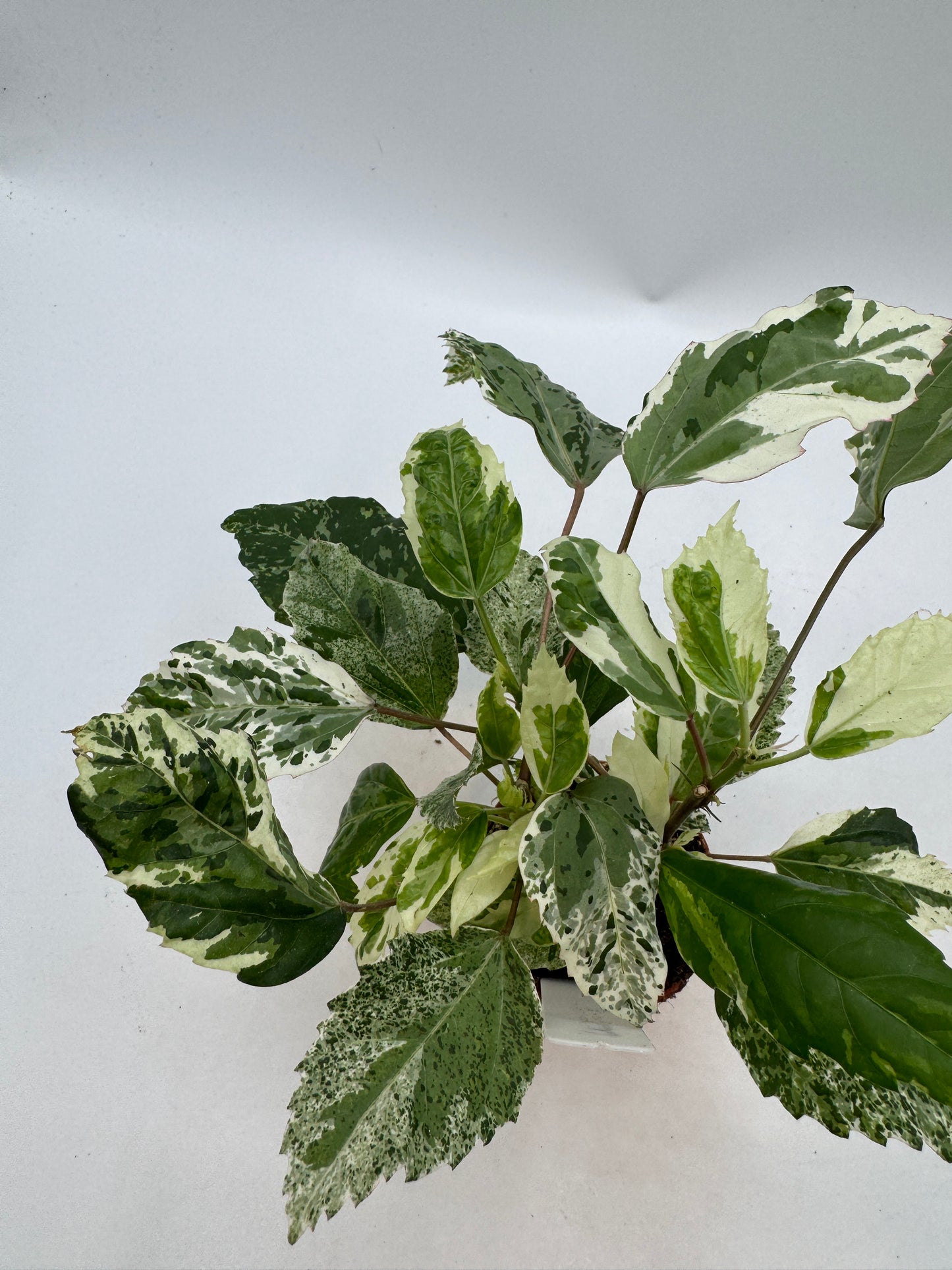 Hibiskus variegata