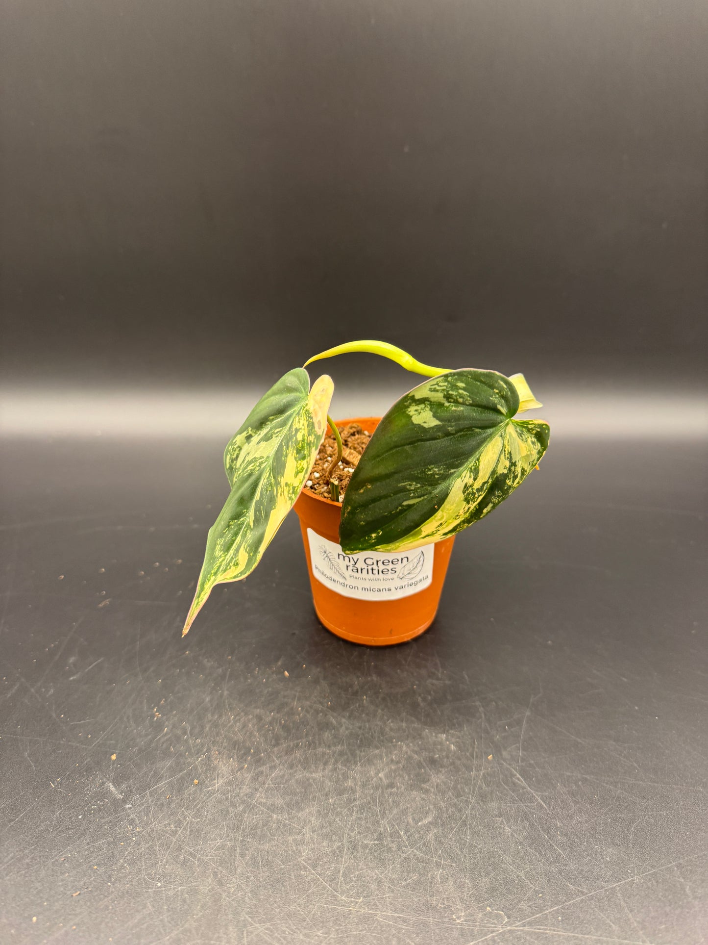 Philodendron micans variegata