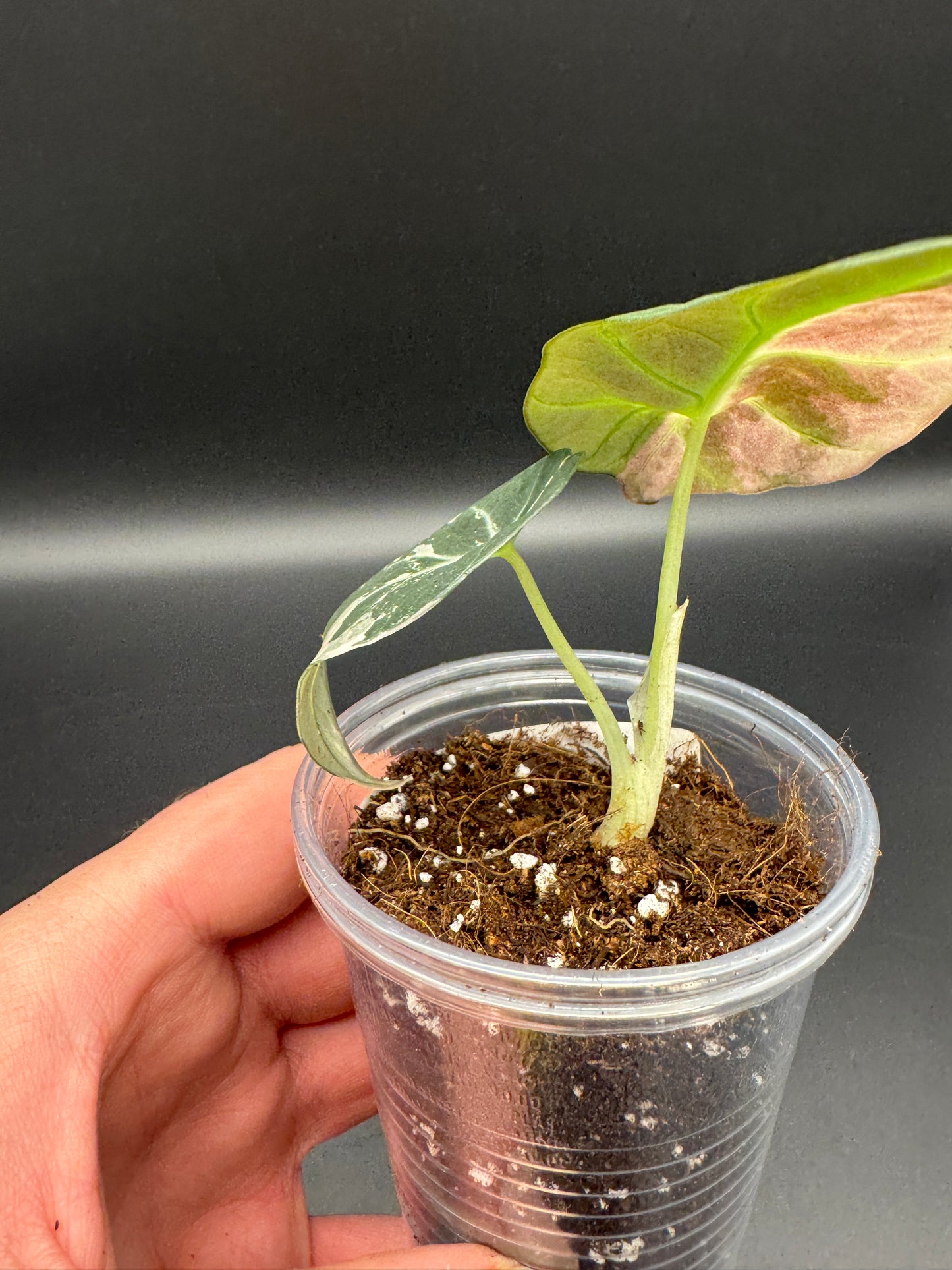 Alocasia black velvet pink variegata