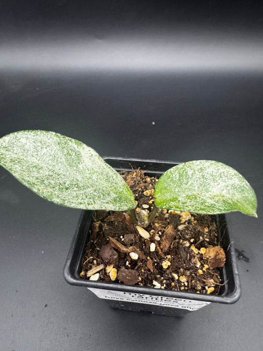 Hoya carnosa Nova Ghost