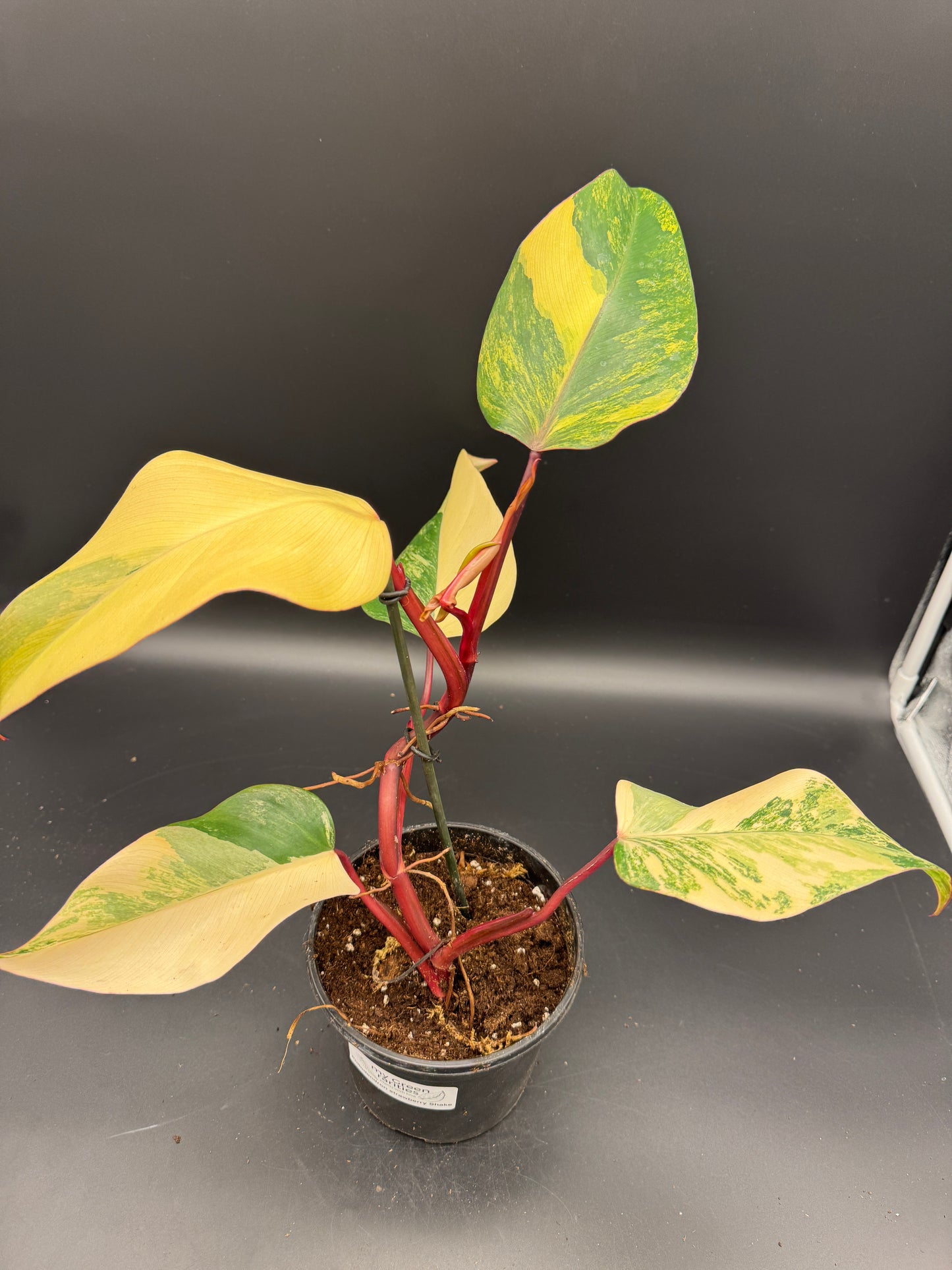 Philodendron strawberry Shake