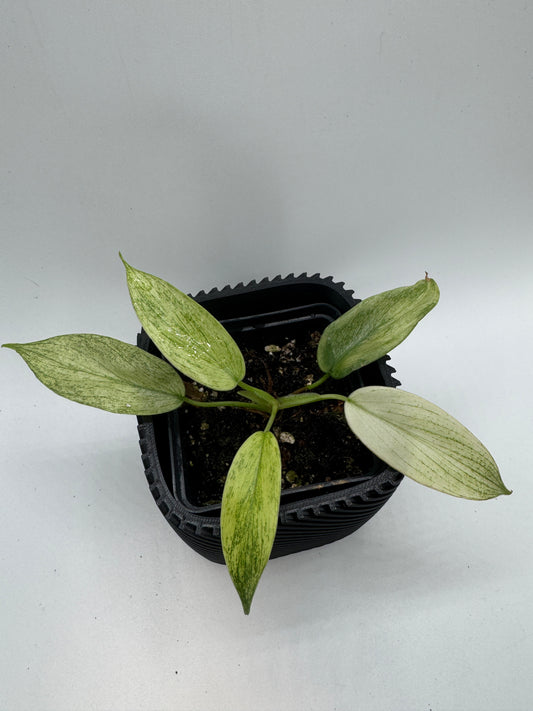 Philodendron Florida Ghost