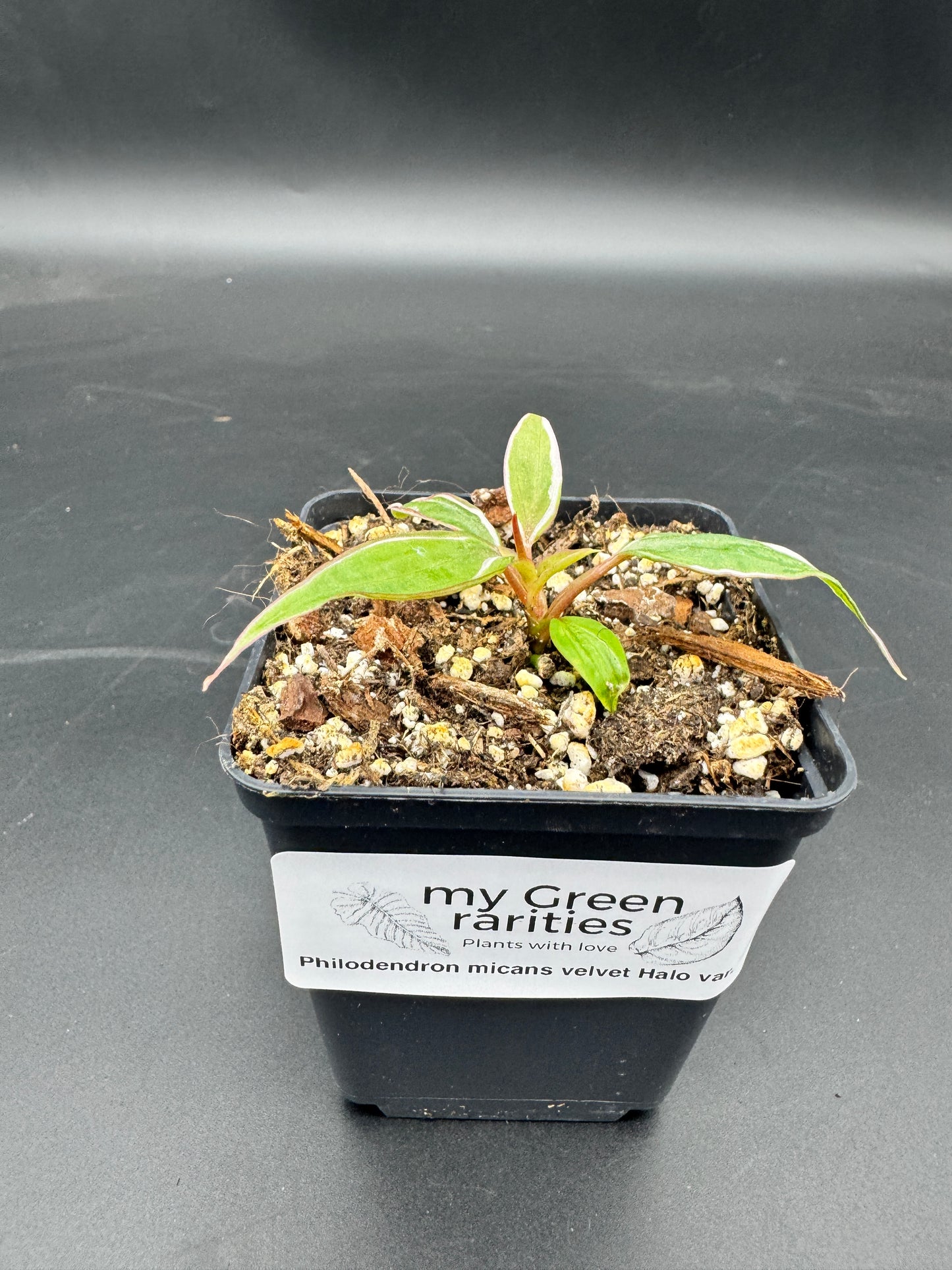 Philodendron micans velvet halo variegata