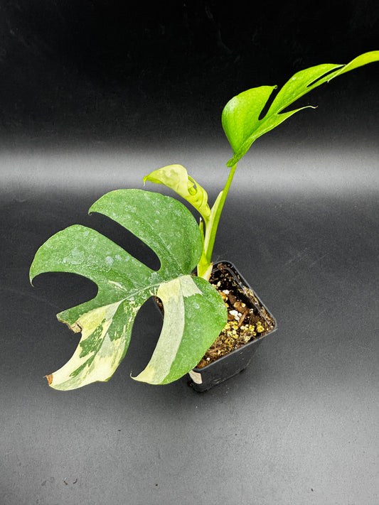 Rhaphidophora tetrasperma variegata