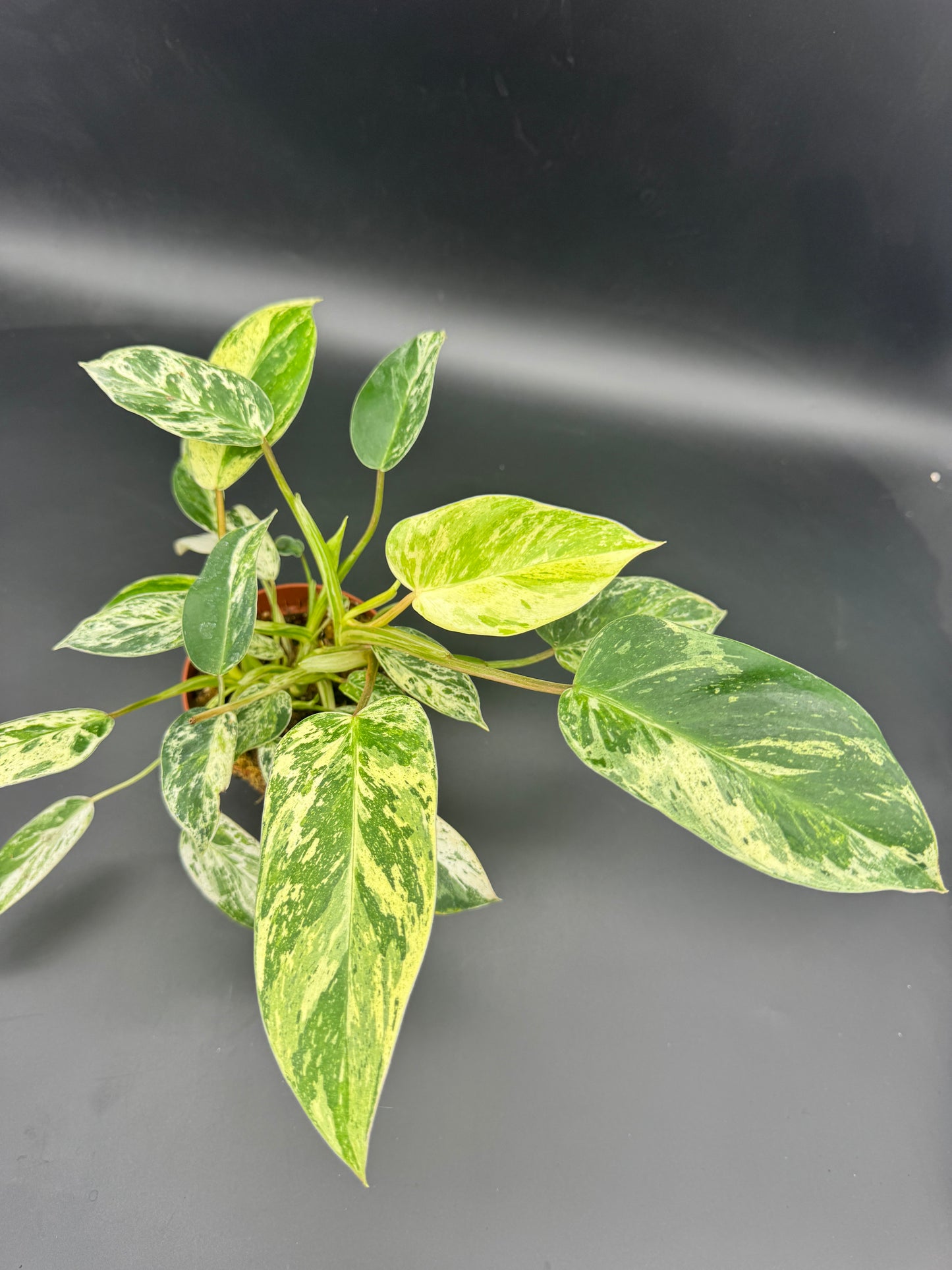 Philodendron Emerald Queen Variegata