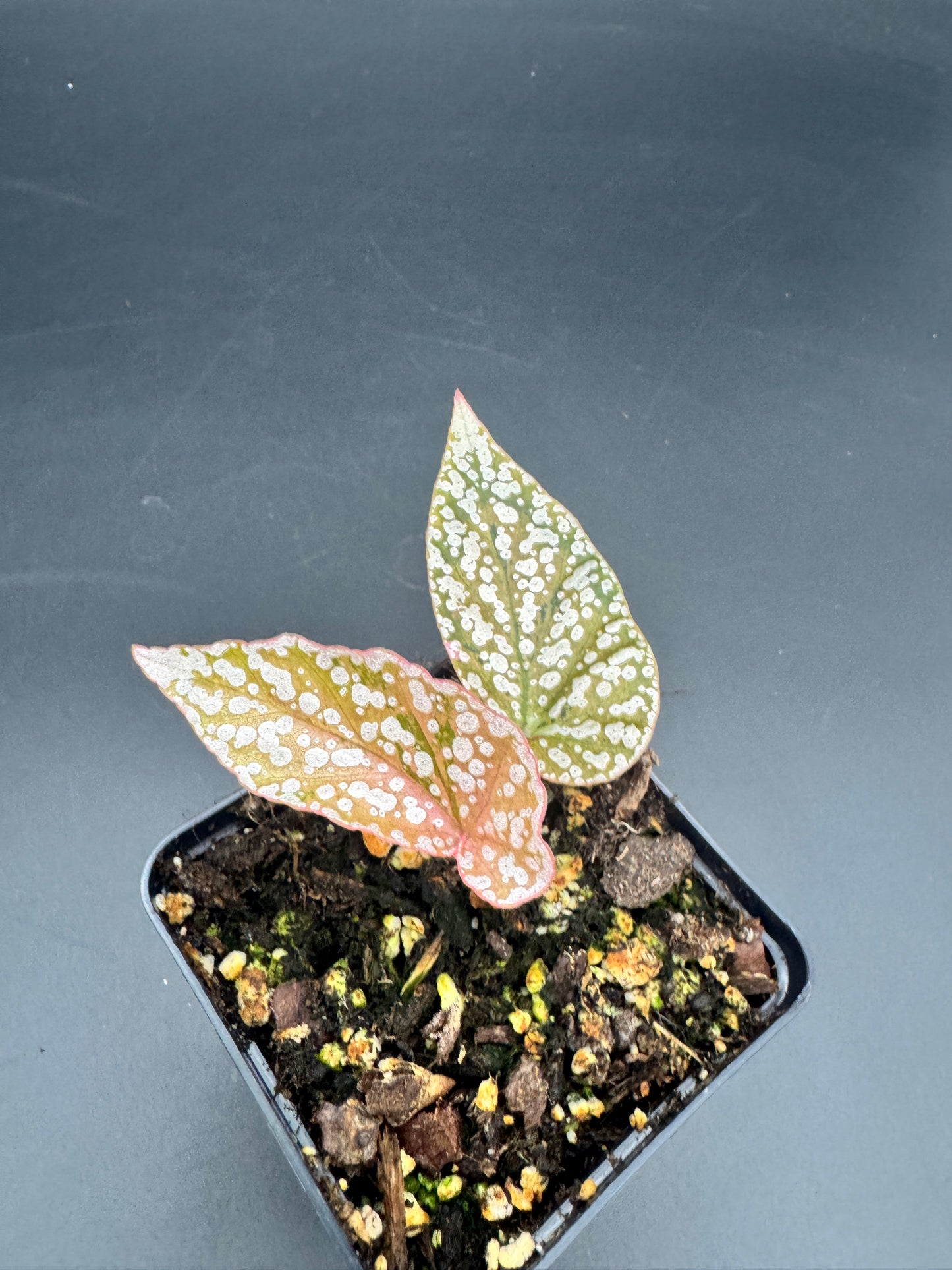 Begonia Snow capped pink variegata