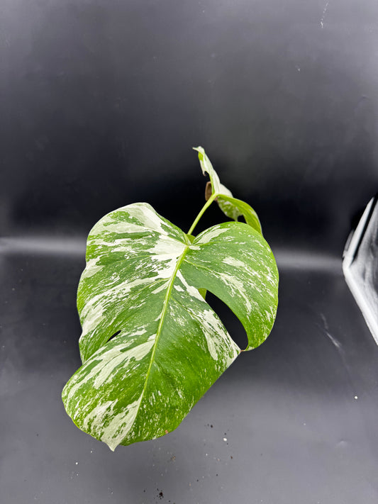 Monstera deliciosa variegata