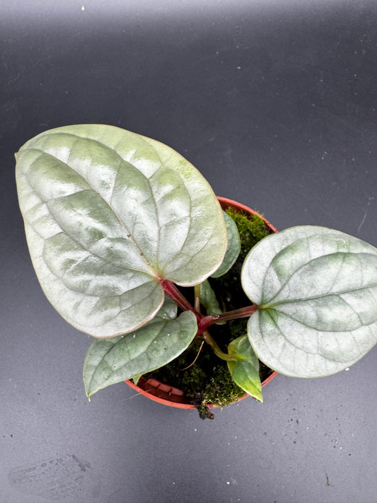 Anthurium Luxurians