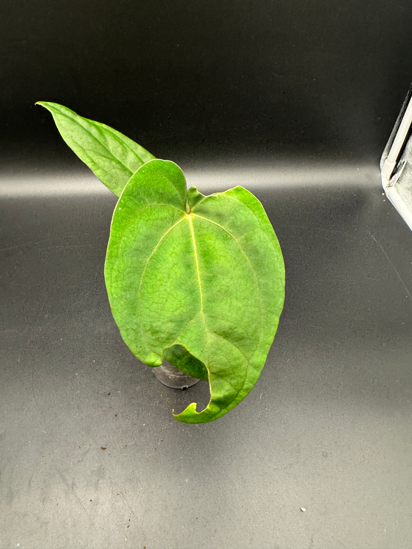 Anthurium papillilaminum x King of Spades