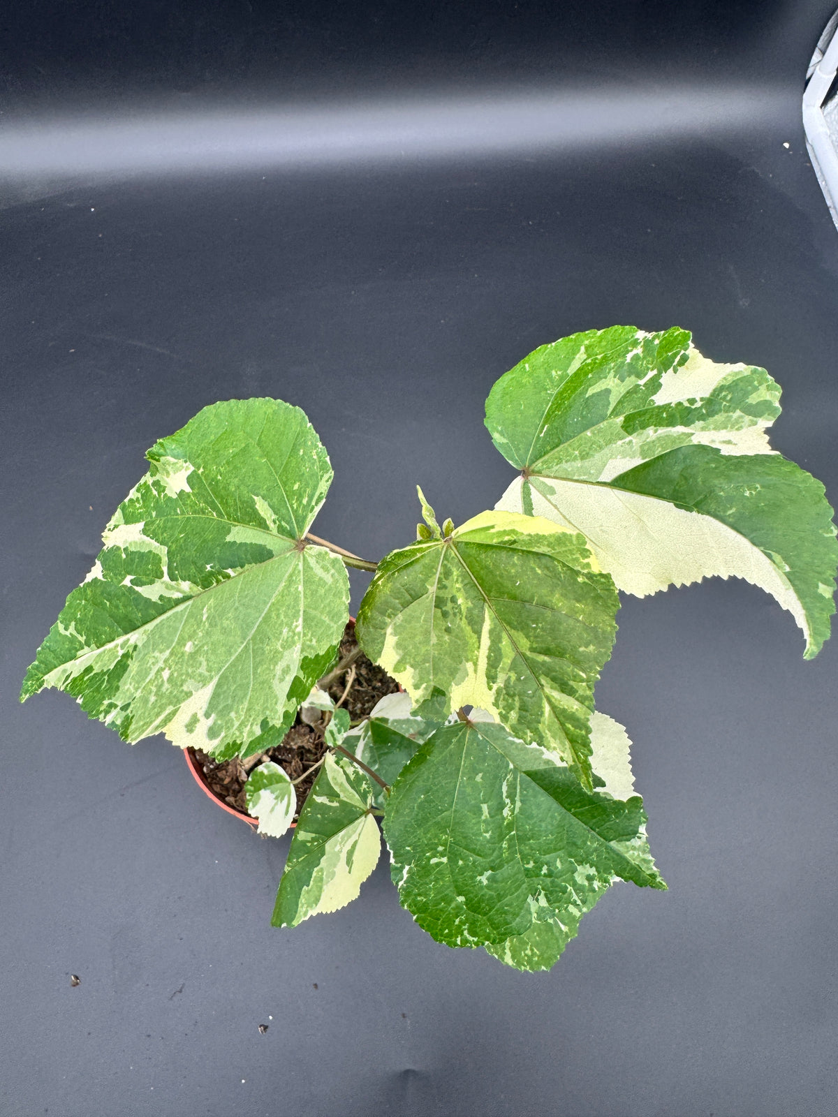 Hibiscus tiliaceus ‘Variegata