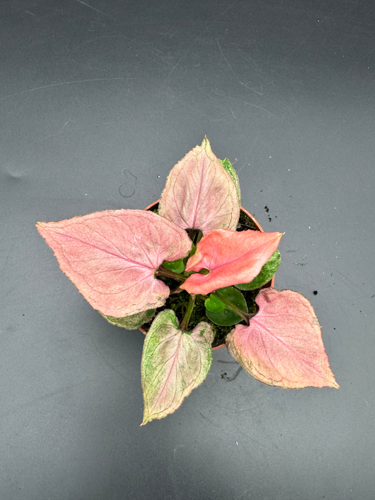 Syngonium pink perfection
