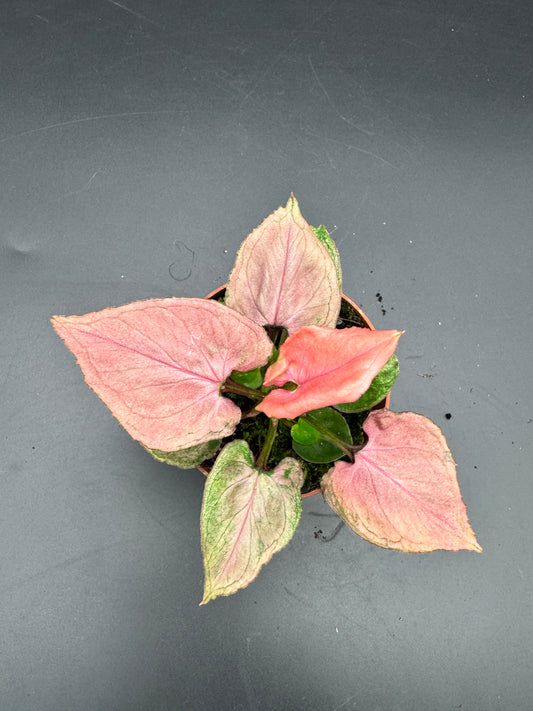 Syngonium pink perfection