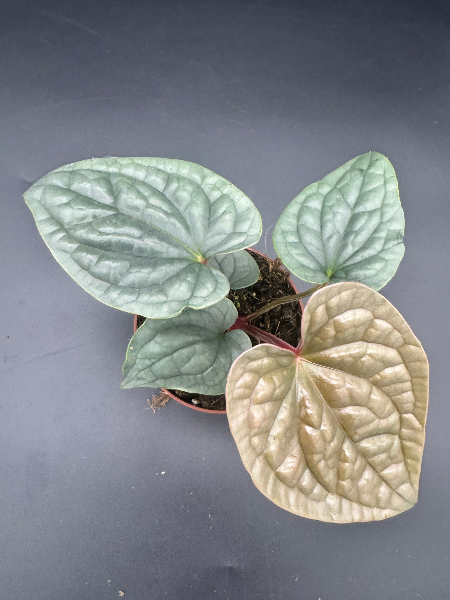 Anthurium Luxurians