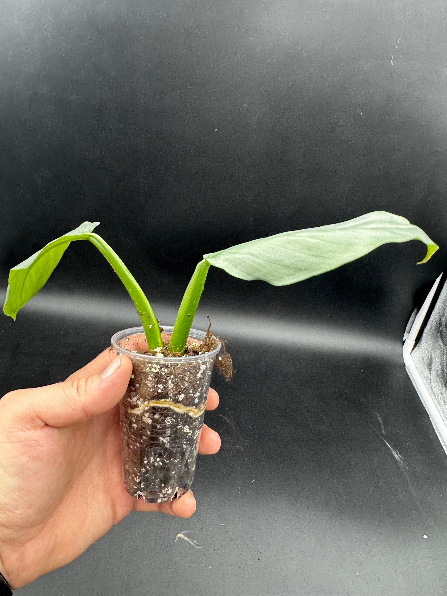 Silver Sword variegata