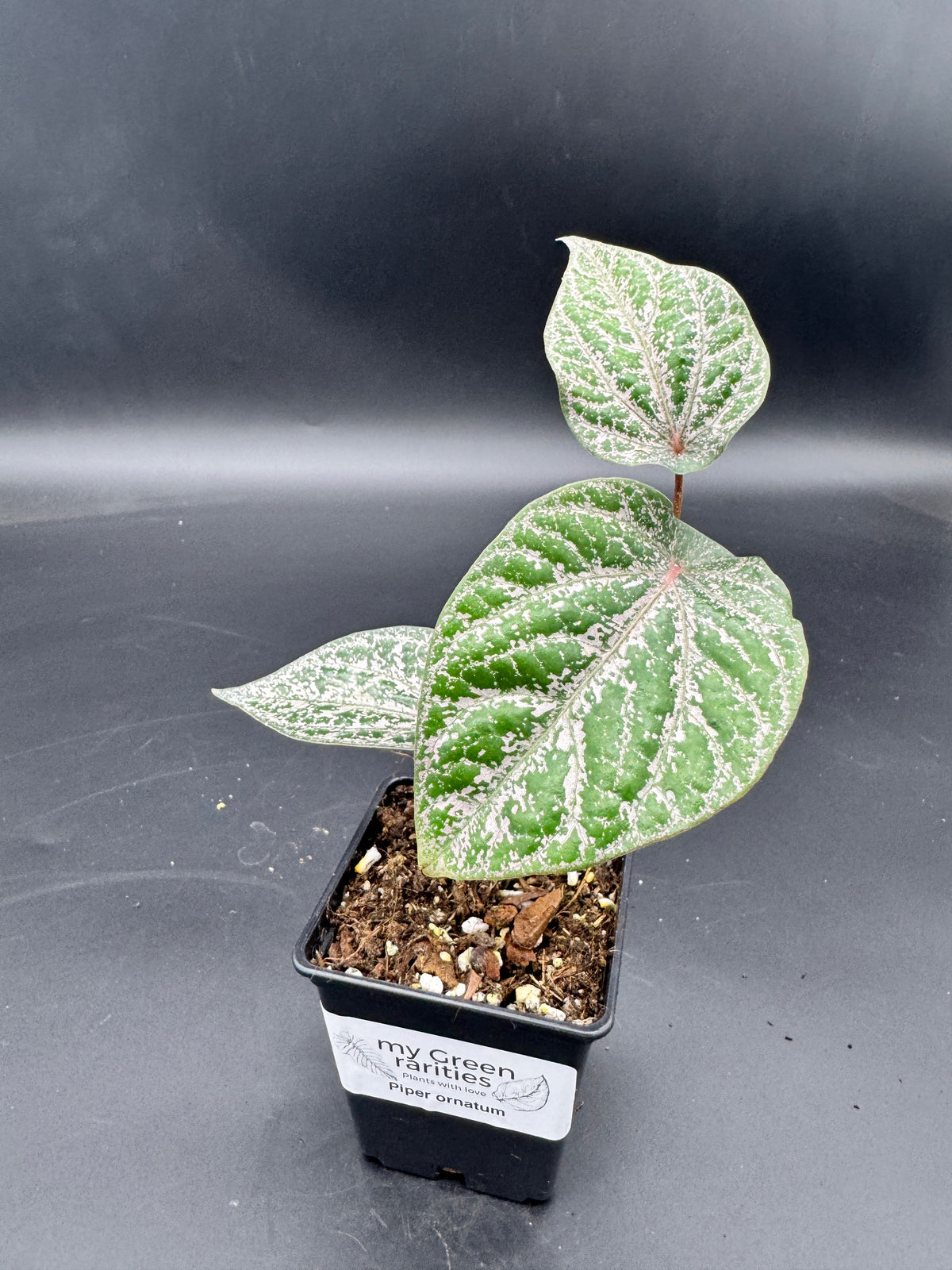 Piper ornatum
