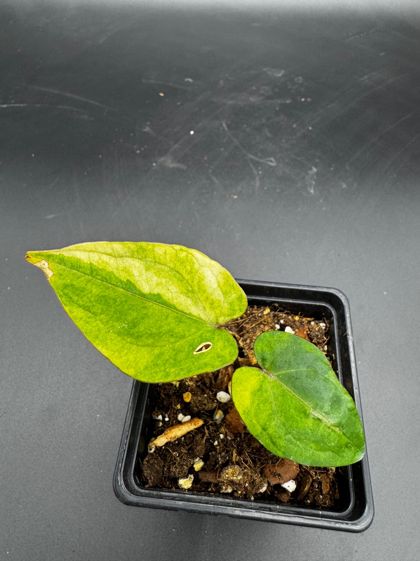 Anthurium RVDP (Red Vein Dark Phoenix) variegata