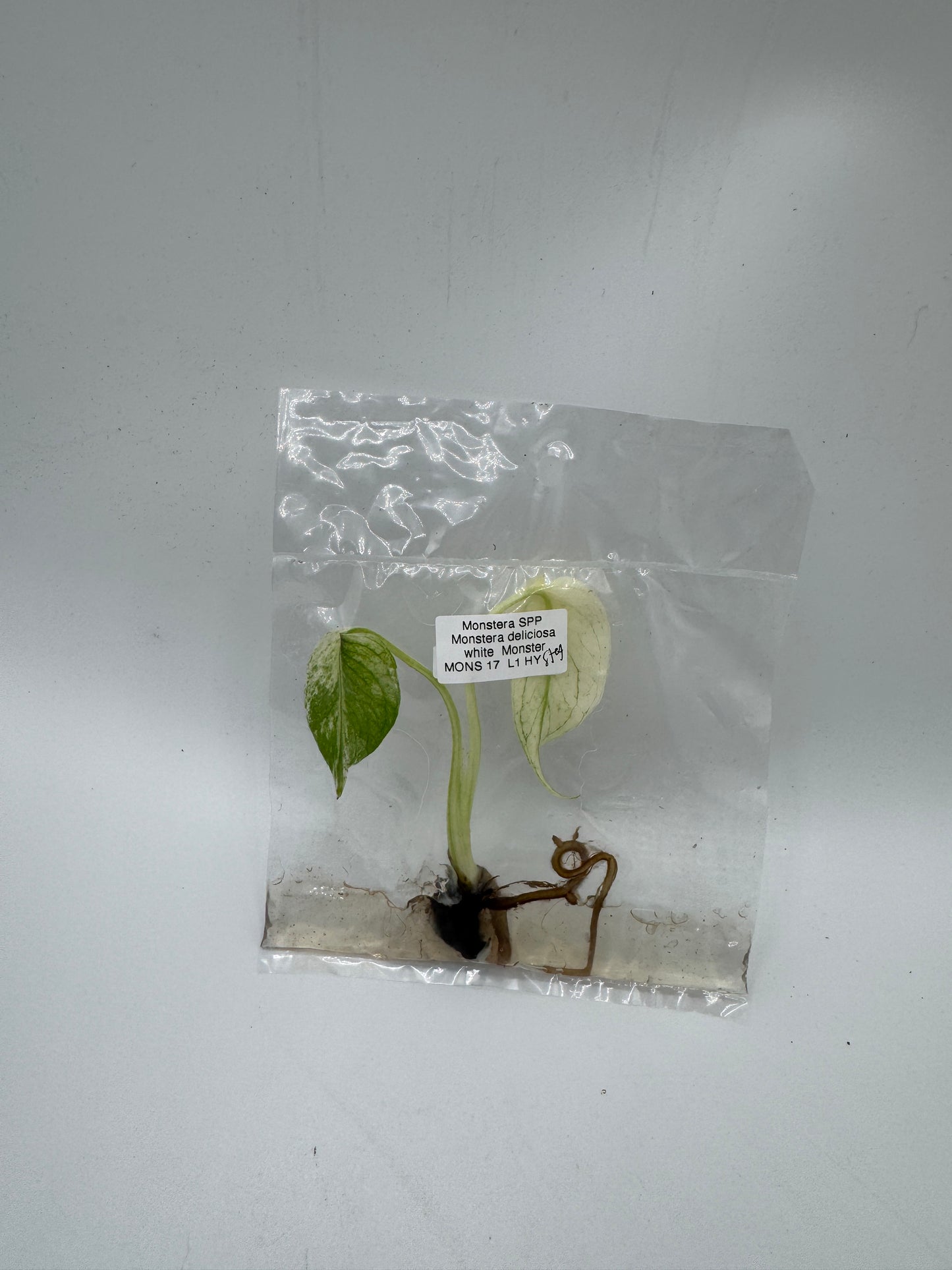 Monstera deliciosa white Monster TC