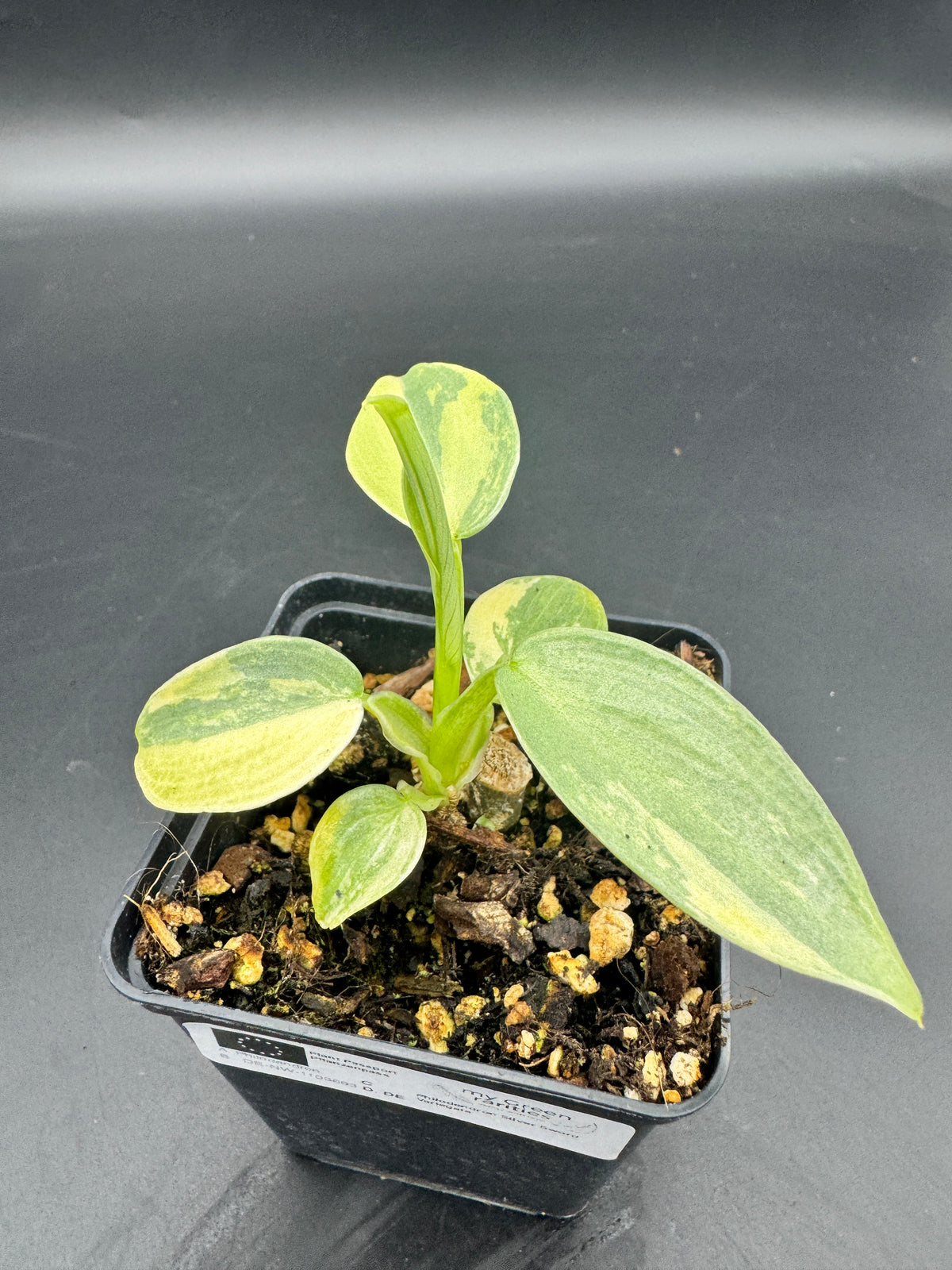 Philodendron Silver sword variegata