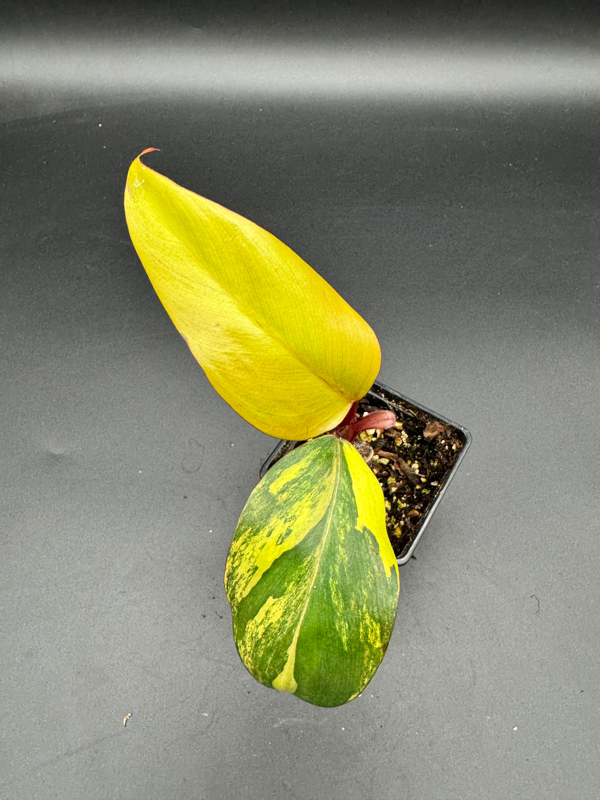 Philodendron strawberry Shake