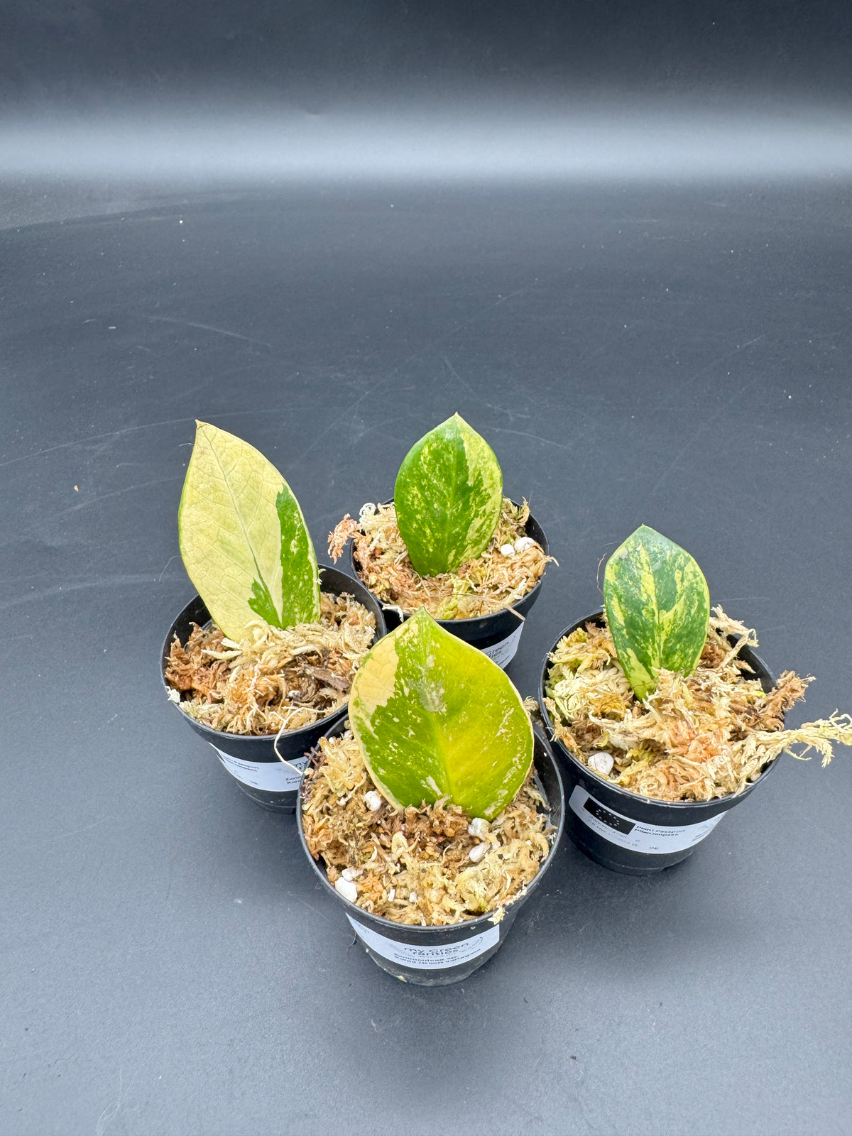 Zamioculcas sp. Kenia Green variegata