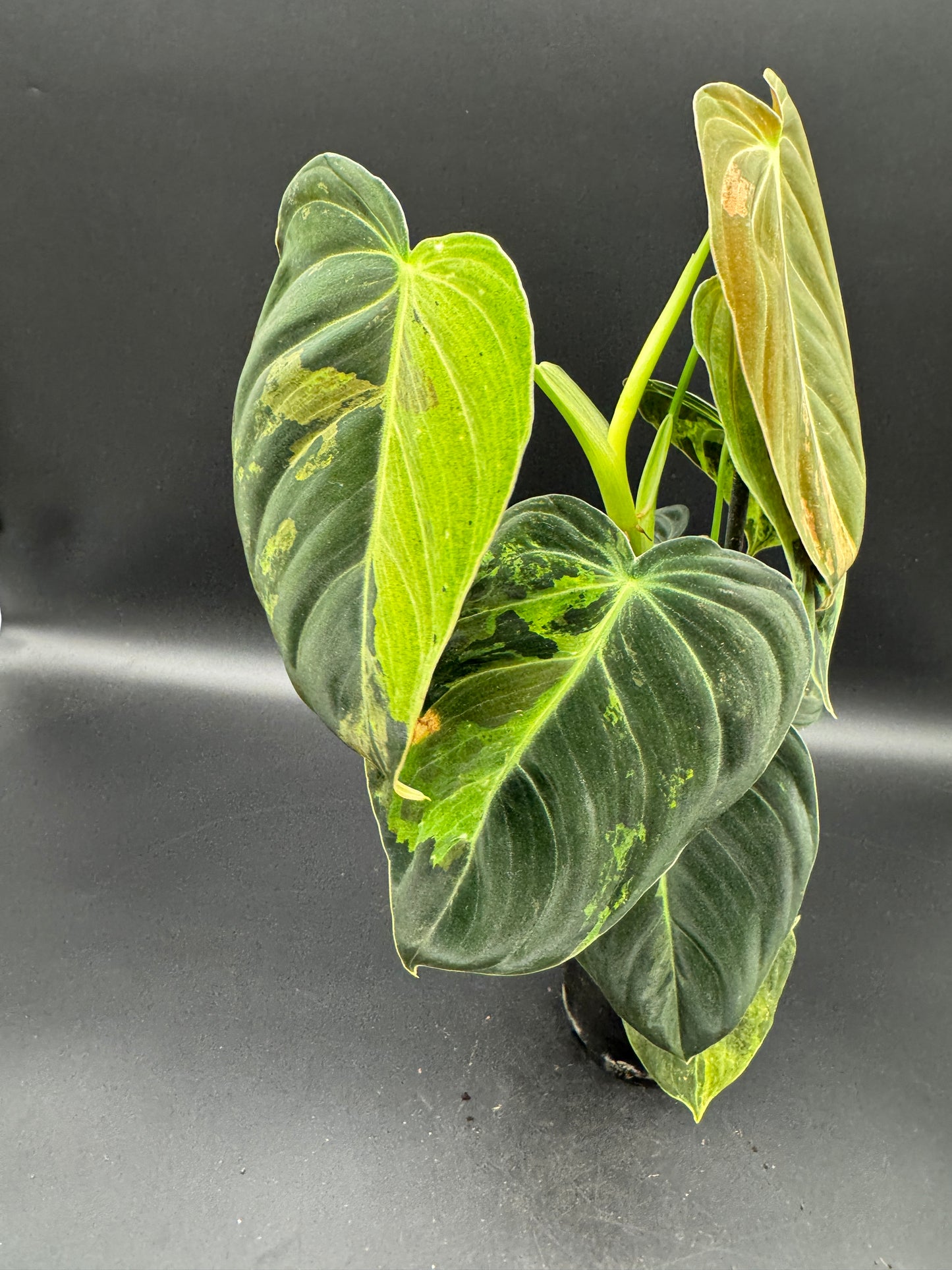 Philodendron melanochrysum variegata