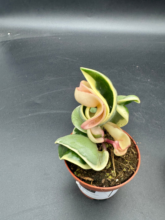 Hoya compacta variegata