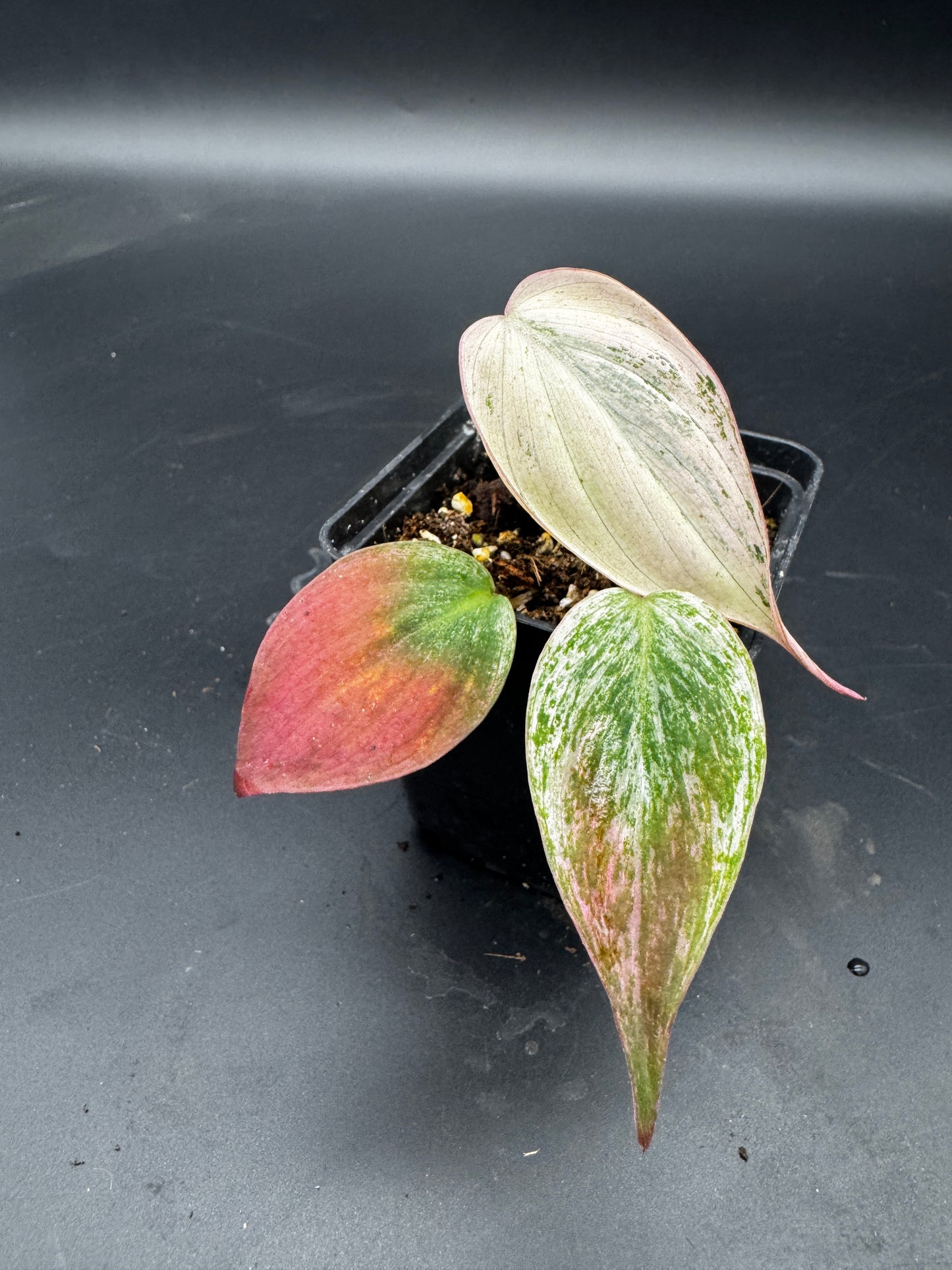 Philodendron micans pink marble variegata