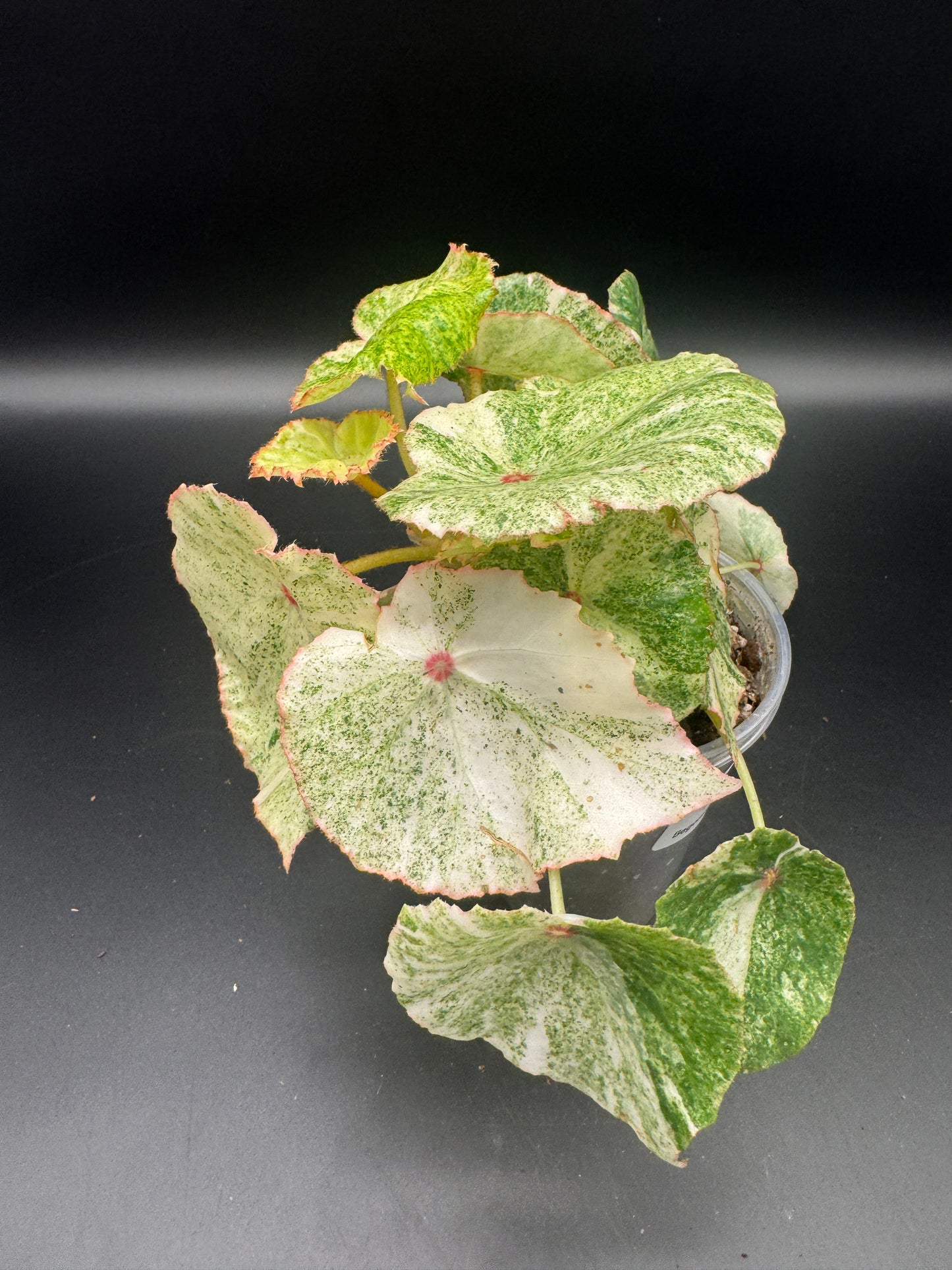 Begonia Rouge variegata