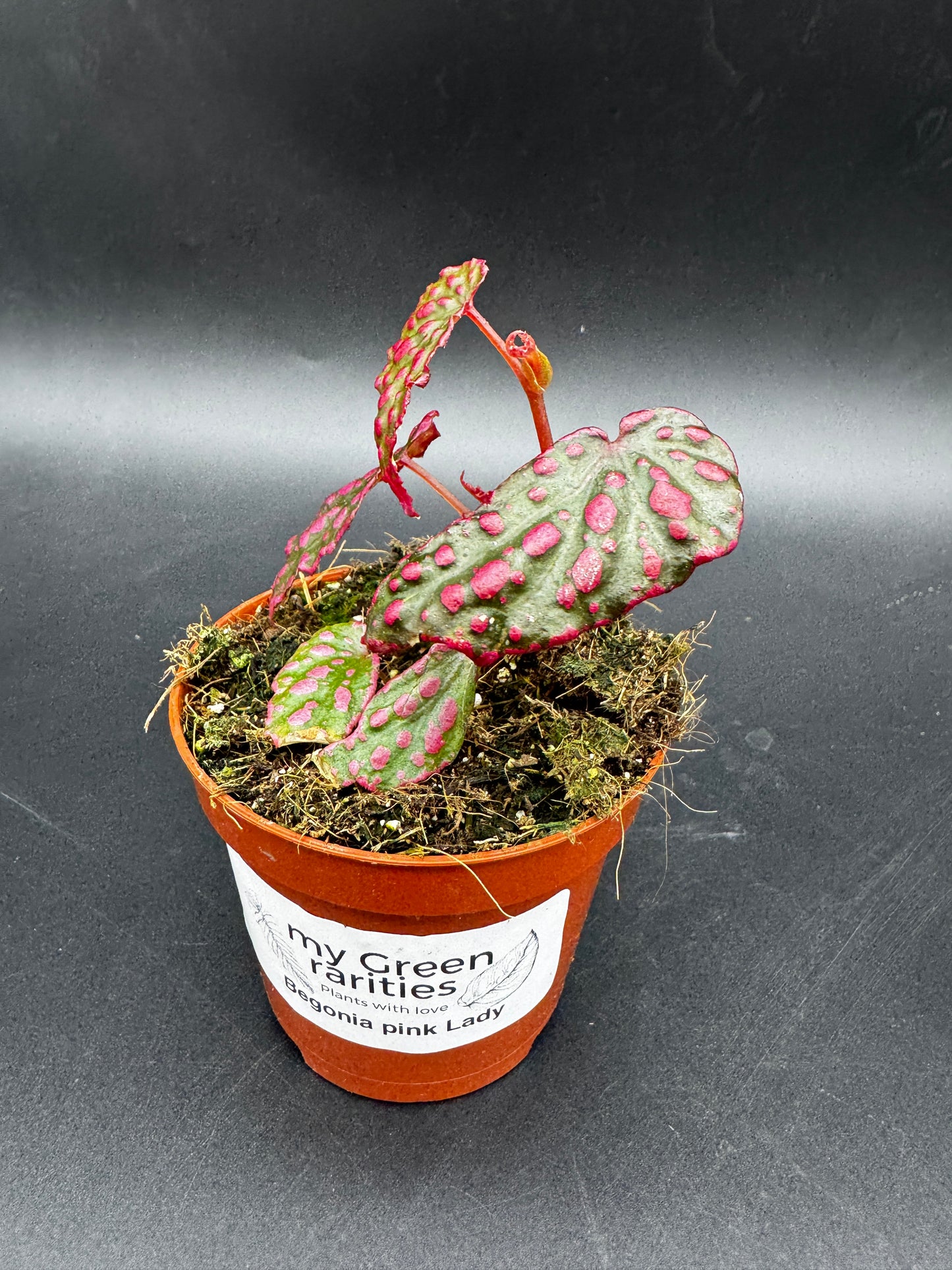Begonia Pink Lady